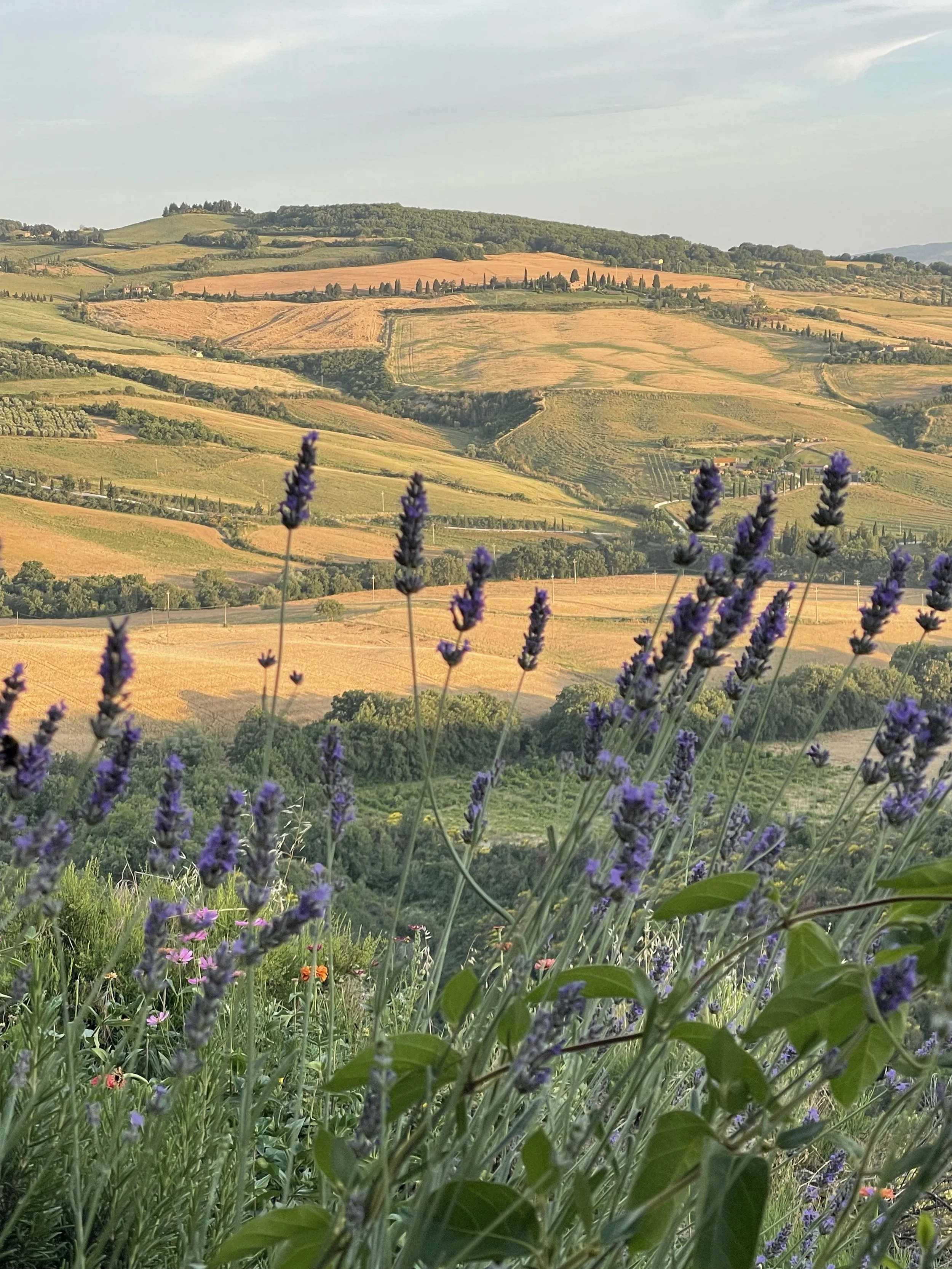 Lavender flowers in the foreground with rolling hills and patchwork fields in the background.
