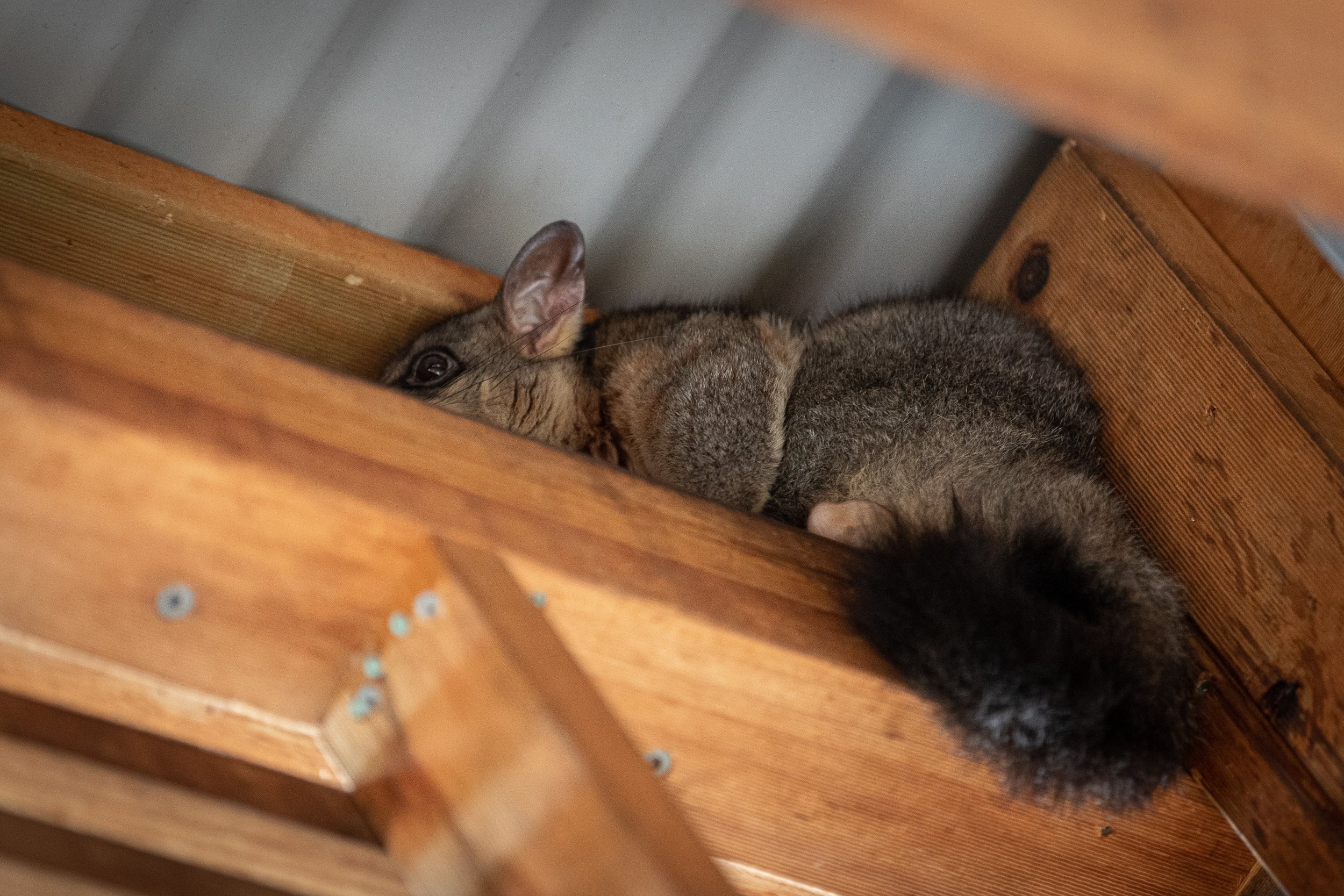 Photo by Adam Purcell - Melbourne Ceili Camera_220204-6323.jpg