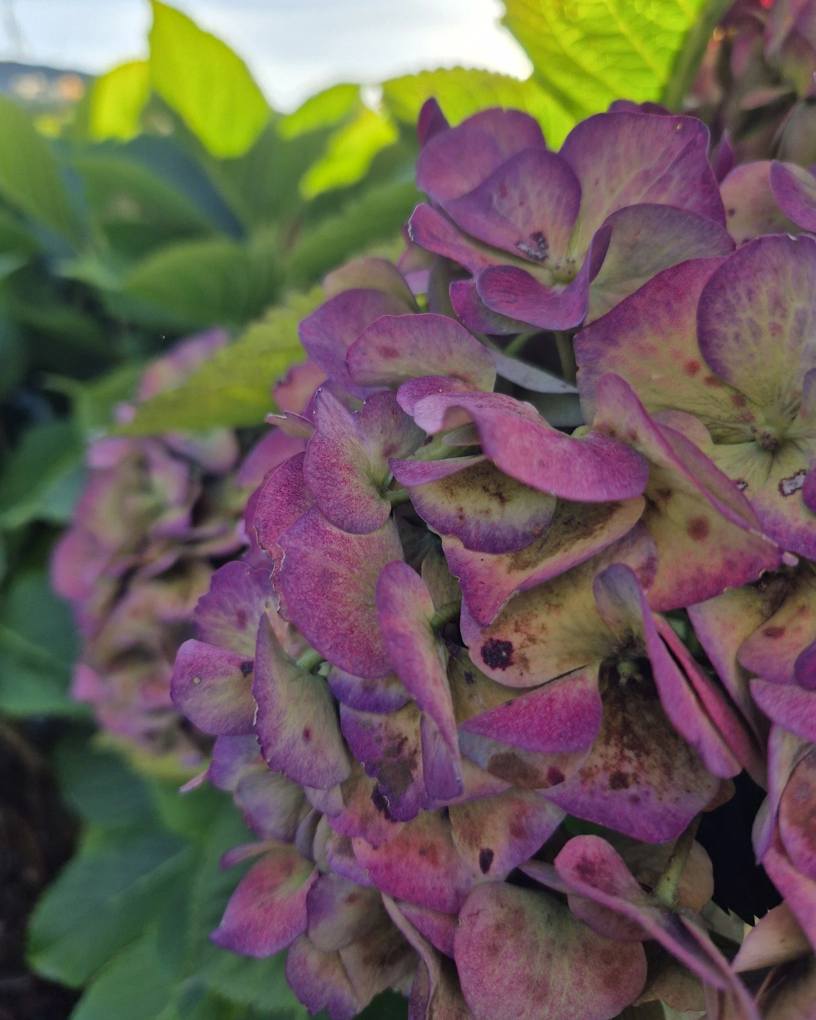 Soft autumn light, fading hydrangeas and another season changing quietly around the garden. 🌿

There&rsquo;s something beautiful about this time of year on the farm, slower evenings, golden light and flowers finishing gracefully before winter settle