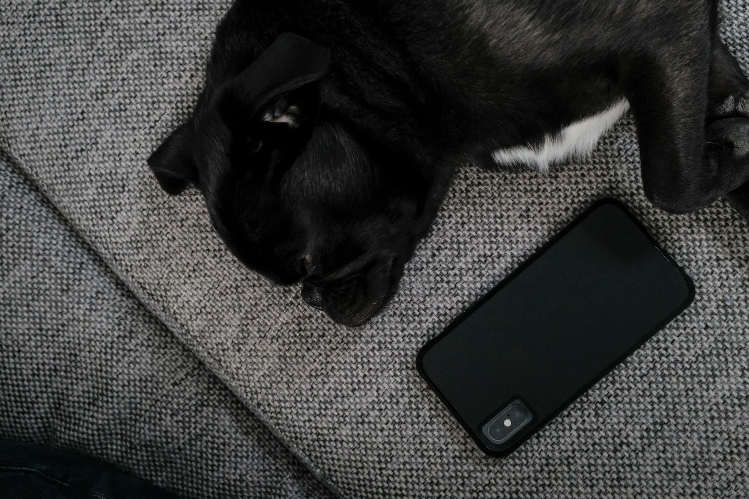 A black and white dog lying on a gray textured blanket next to a black electronic device on the blanket.