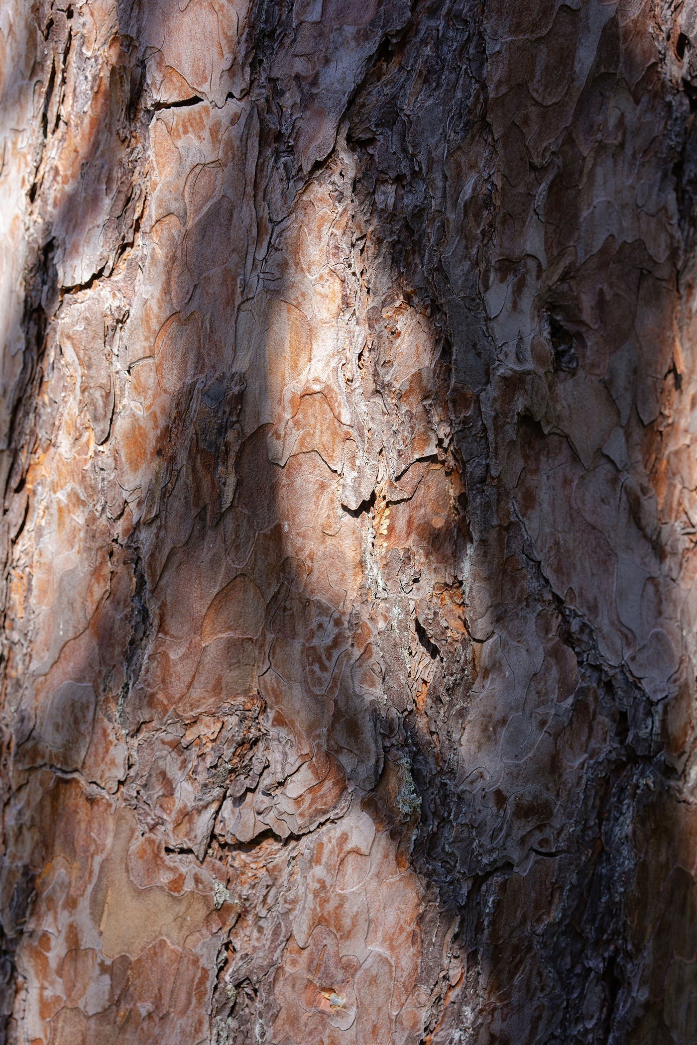 Close-up of tree bark with textured, peeling, reddish-brown and gray surface.