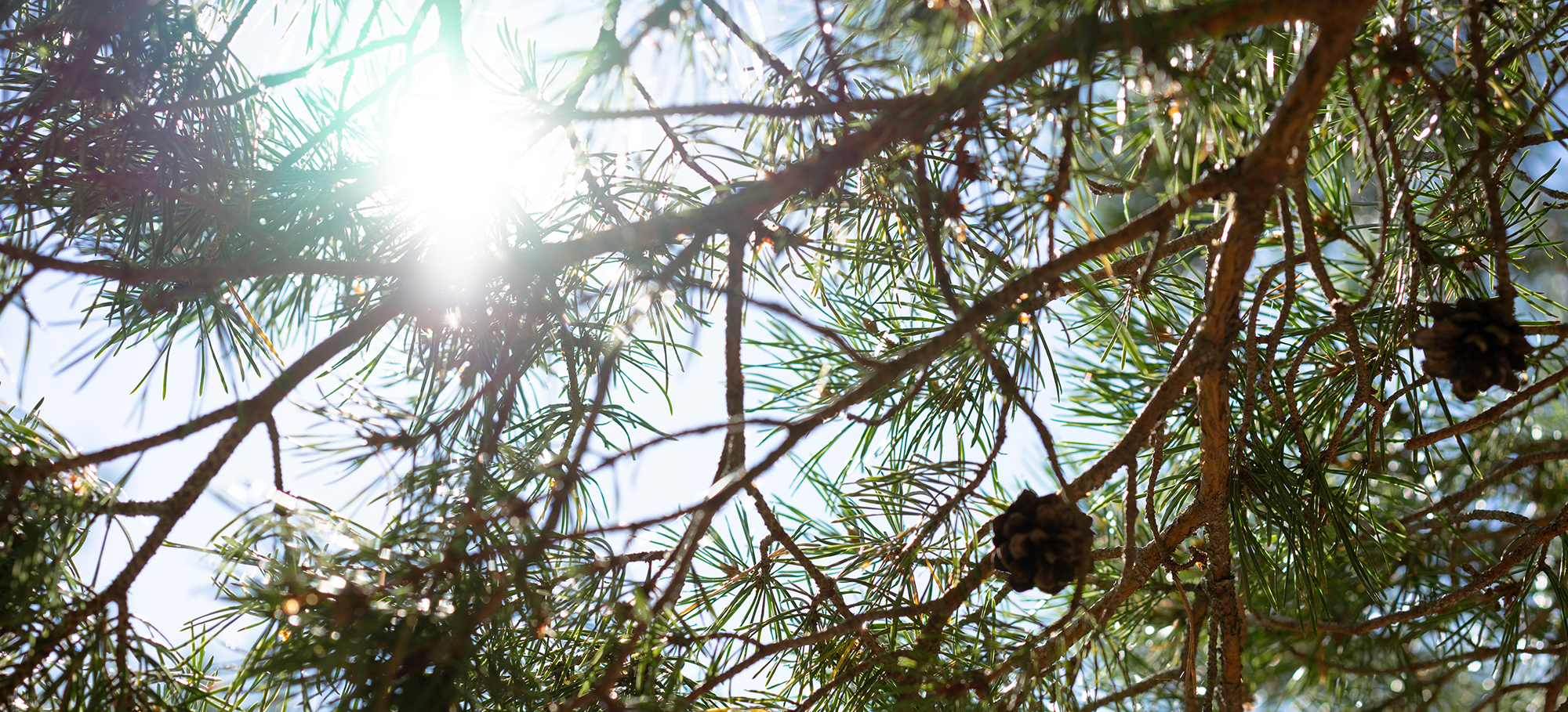 Sunlight filtering through pine tree branches with pinecones during daytime.