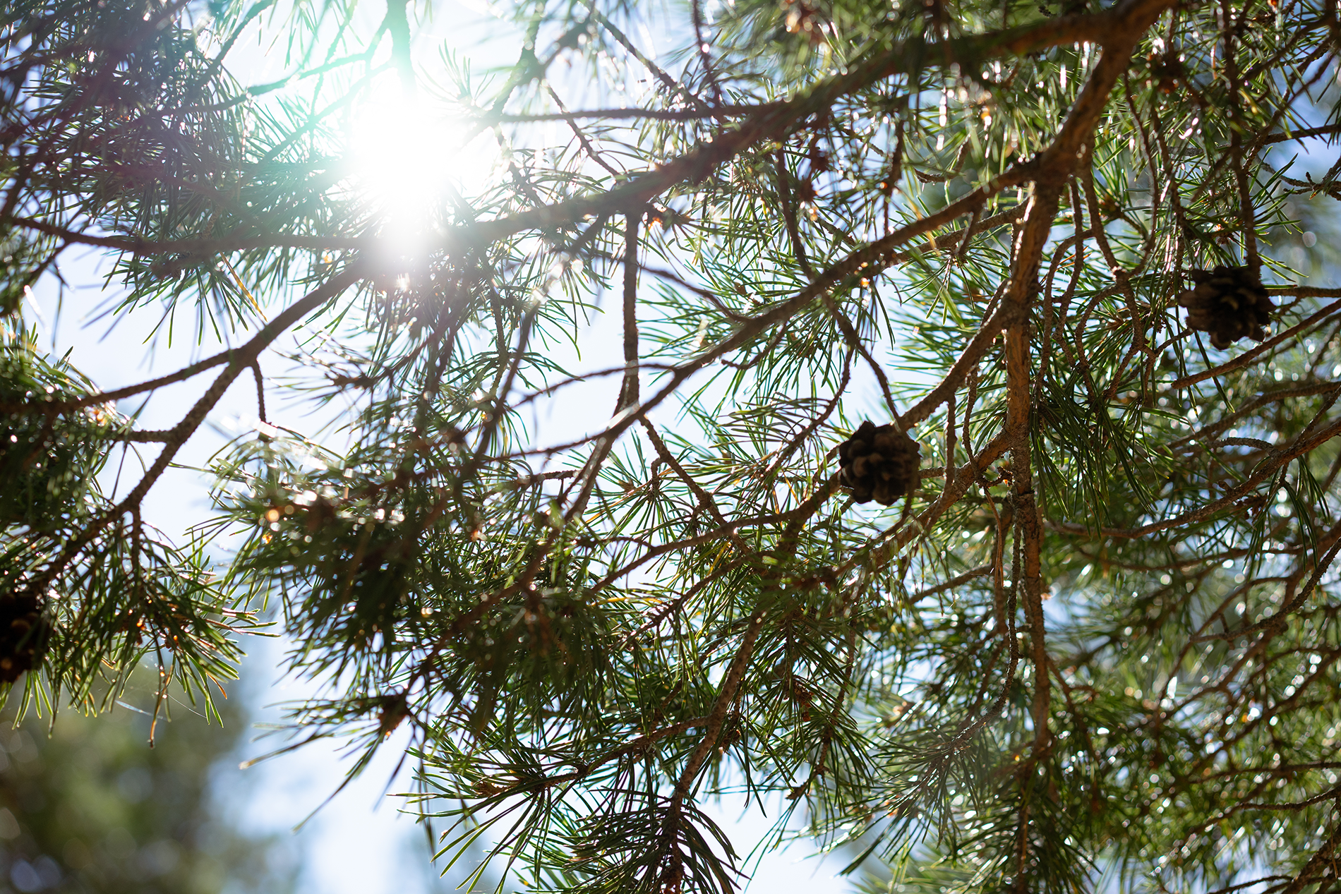 Sunlight shining through pine tree branches with pinecones.