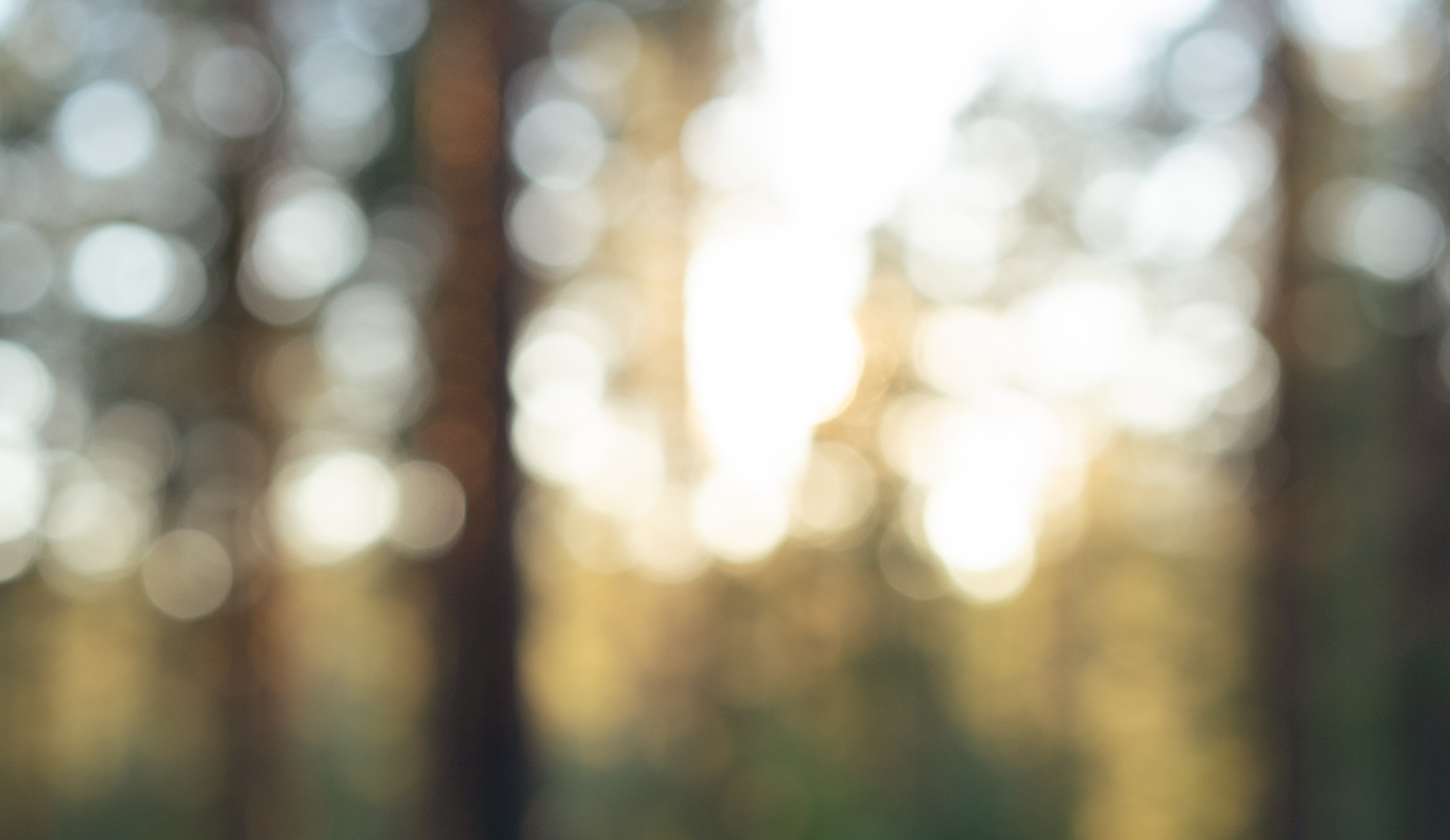 Blurred image of a forest with sunlight shining through trees.