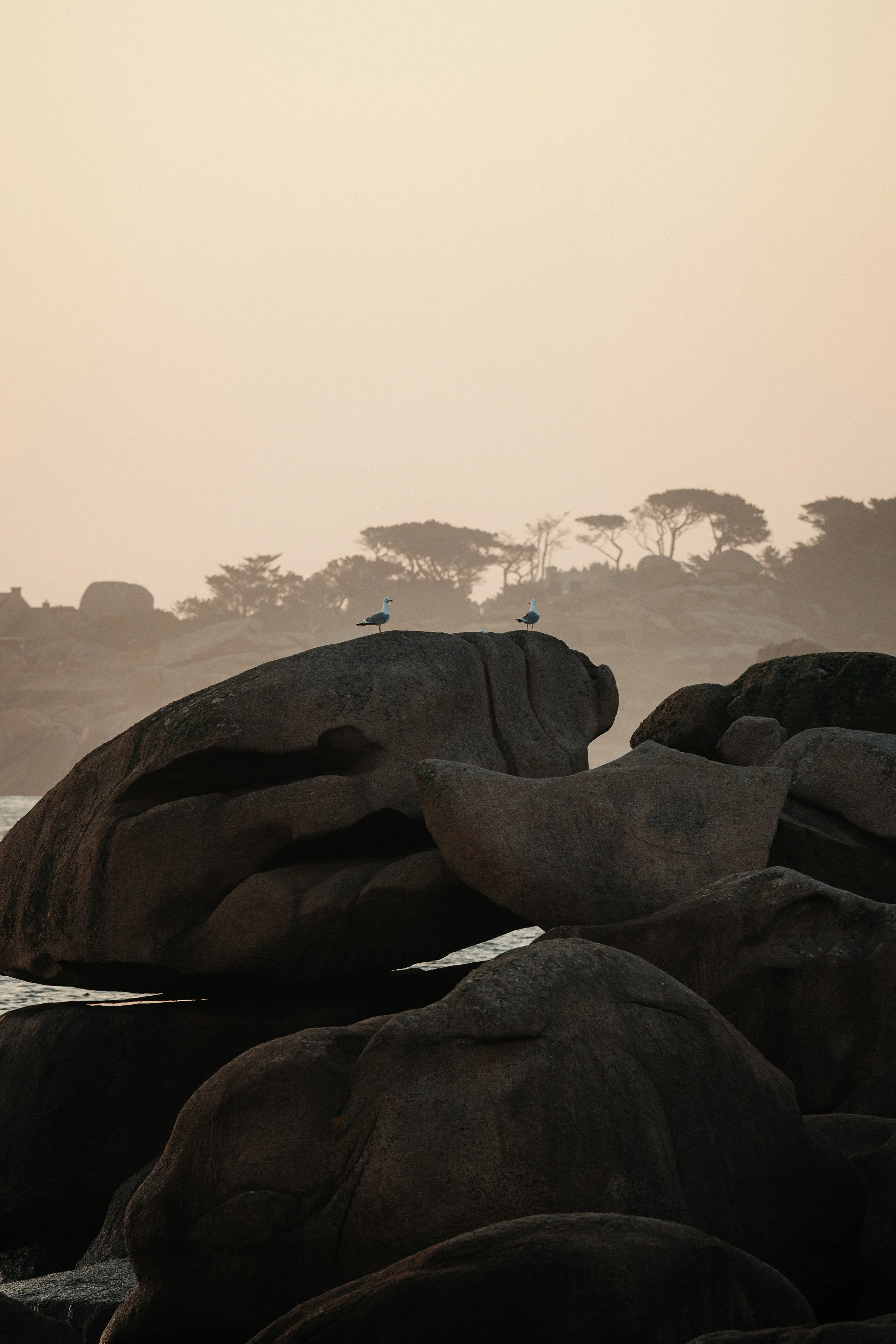 Two seagulls perched on large rocks along a shoreline during sunset or dusk, with a silhouette of trees and distant rocks in the background.