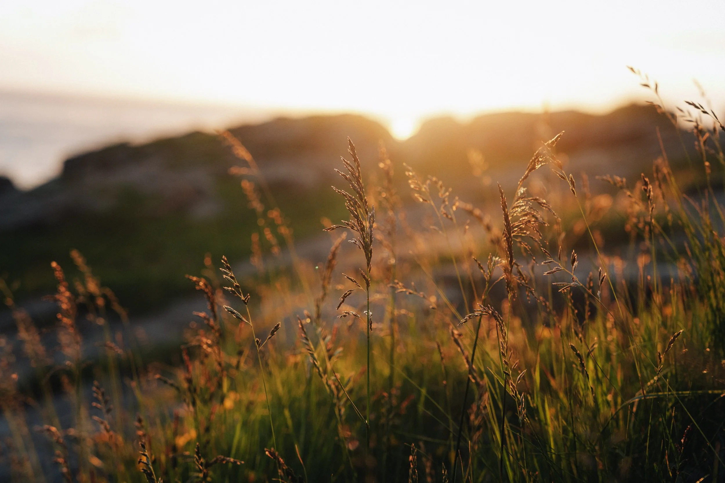 close-up of grass at sunset with hills in the background