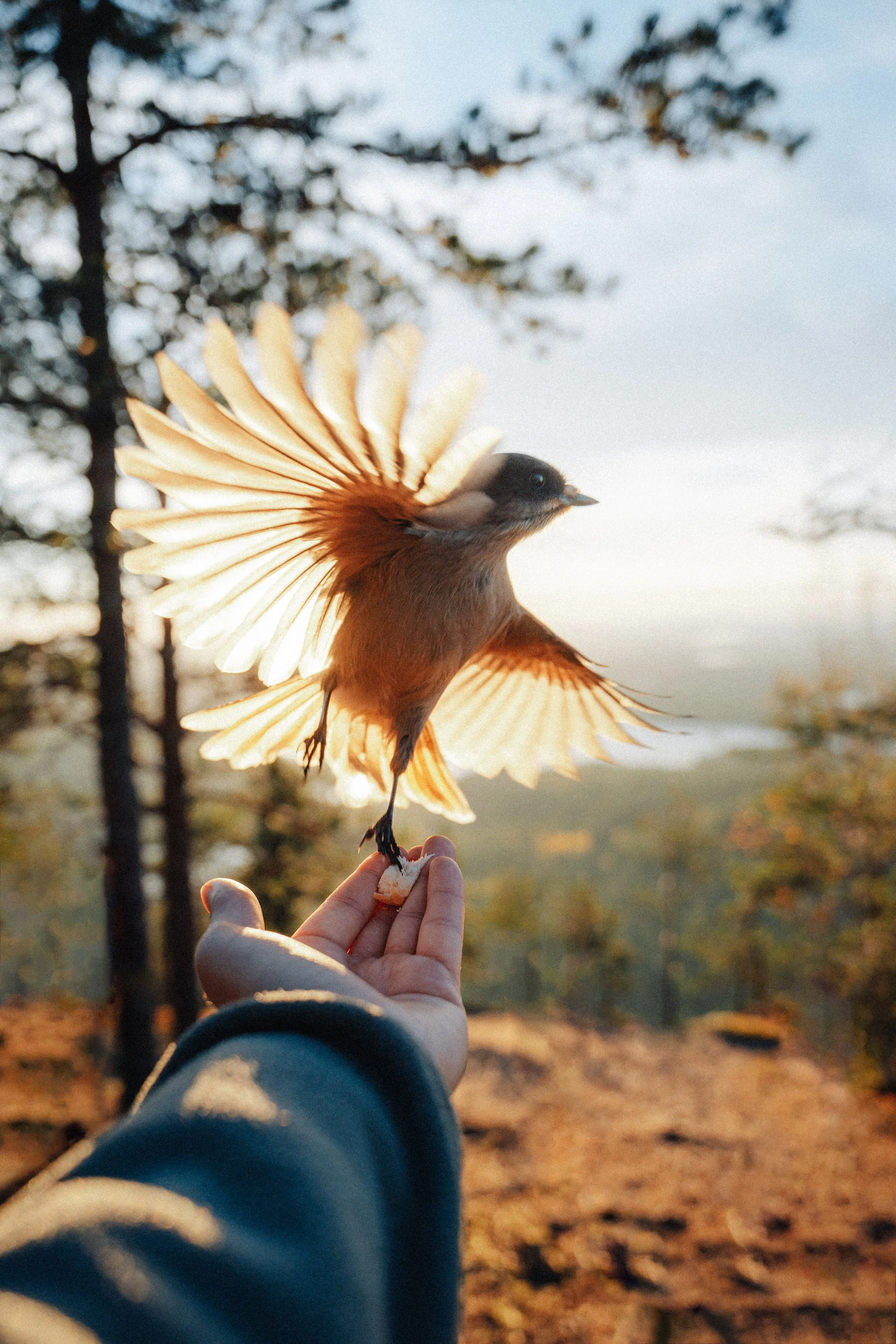 A bird in mid-flight with spread wings about to land on a person's hand, in a natural outdoor setting during sunset.