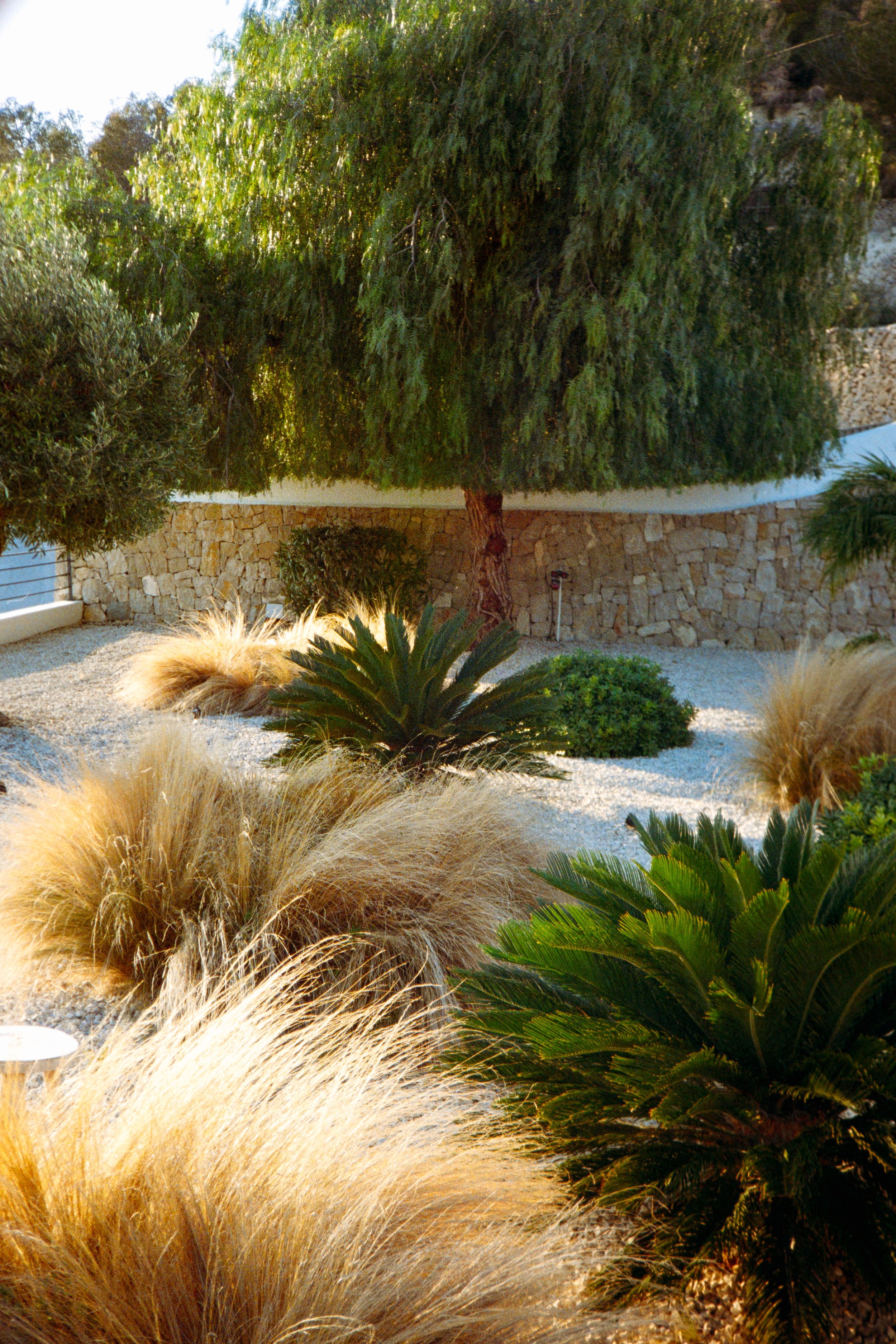 A landscaped garden with a large, bushy evergreen tree, various smaller shrubs and grasses, and a stone retaining wall in the background.