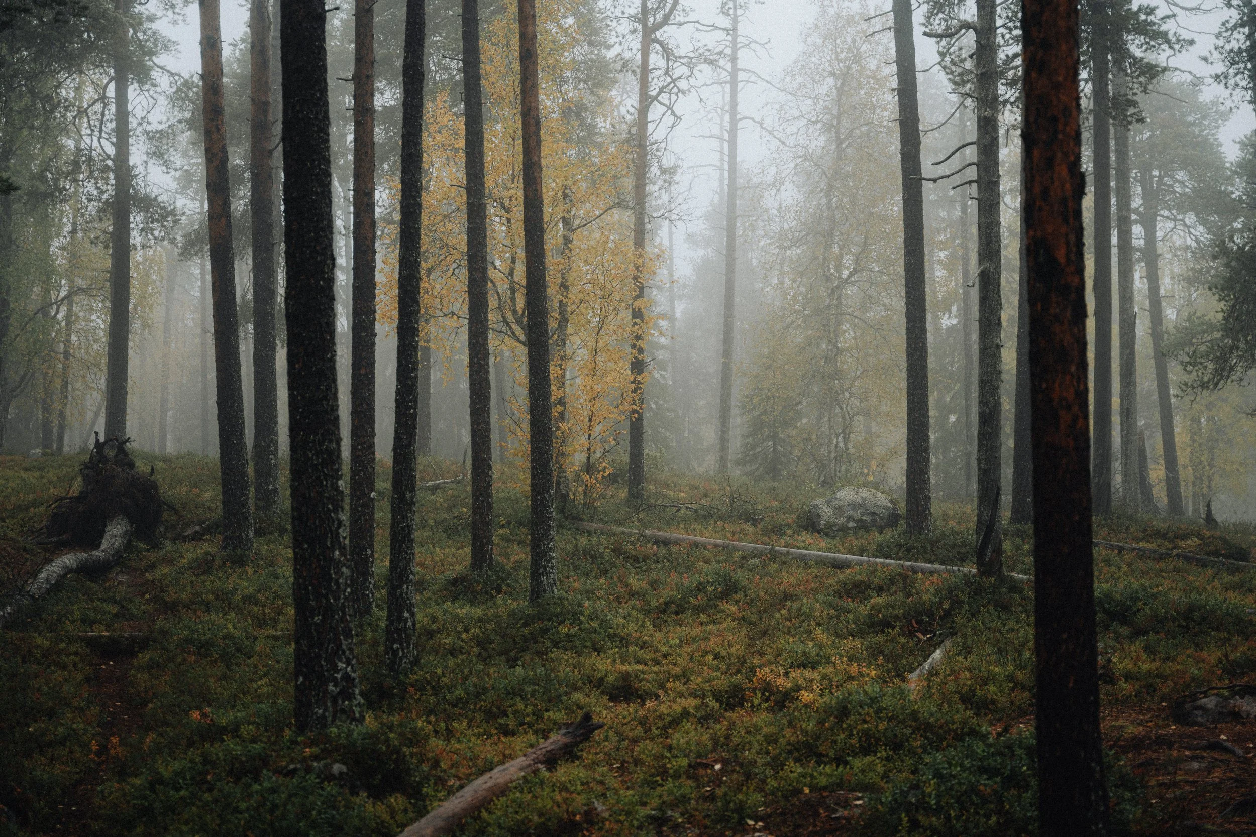 A foggy forest with tall trees and green underbrush, some with yellow leaves, and fallen branches on the ground.