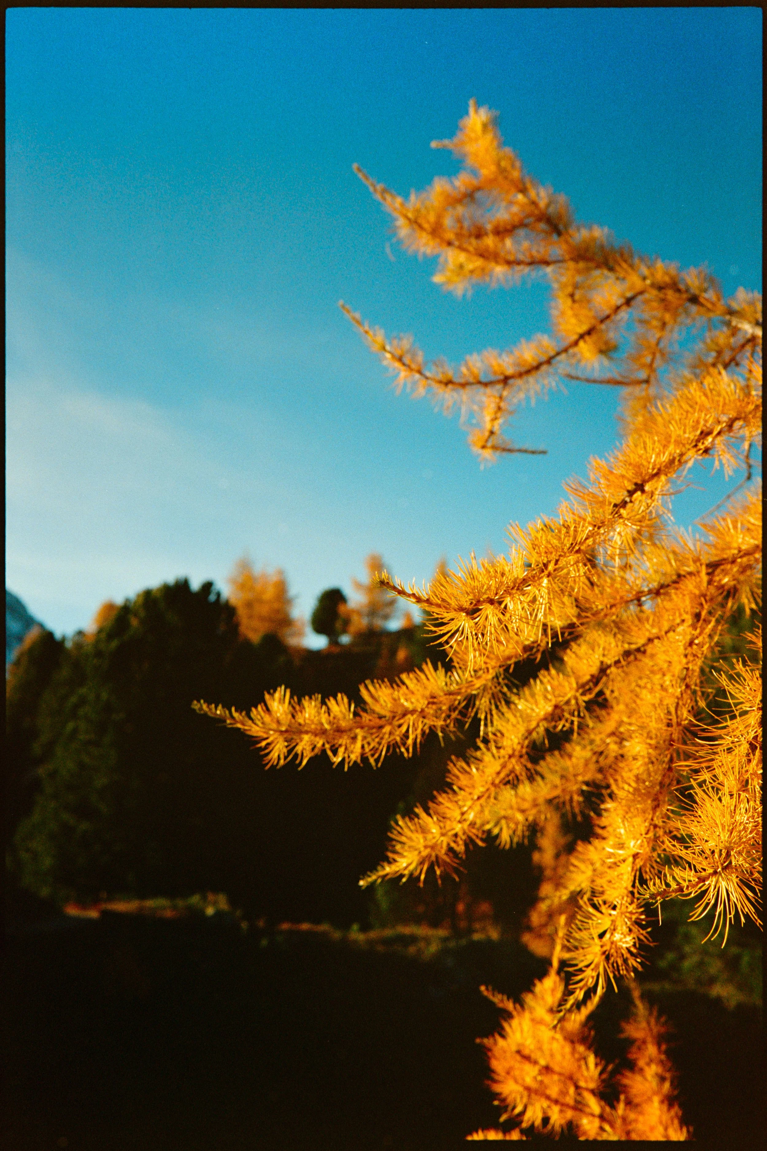 Close-up of yellow pine branches illuminated by sunlight, with a mountain and clear blue sky in the background.