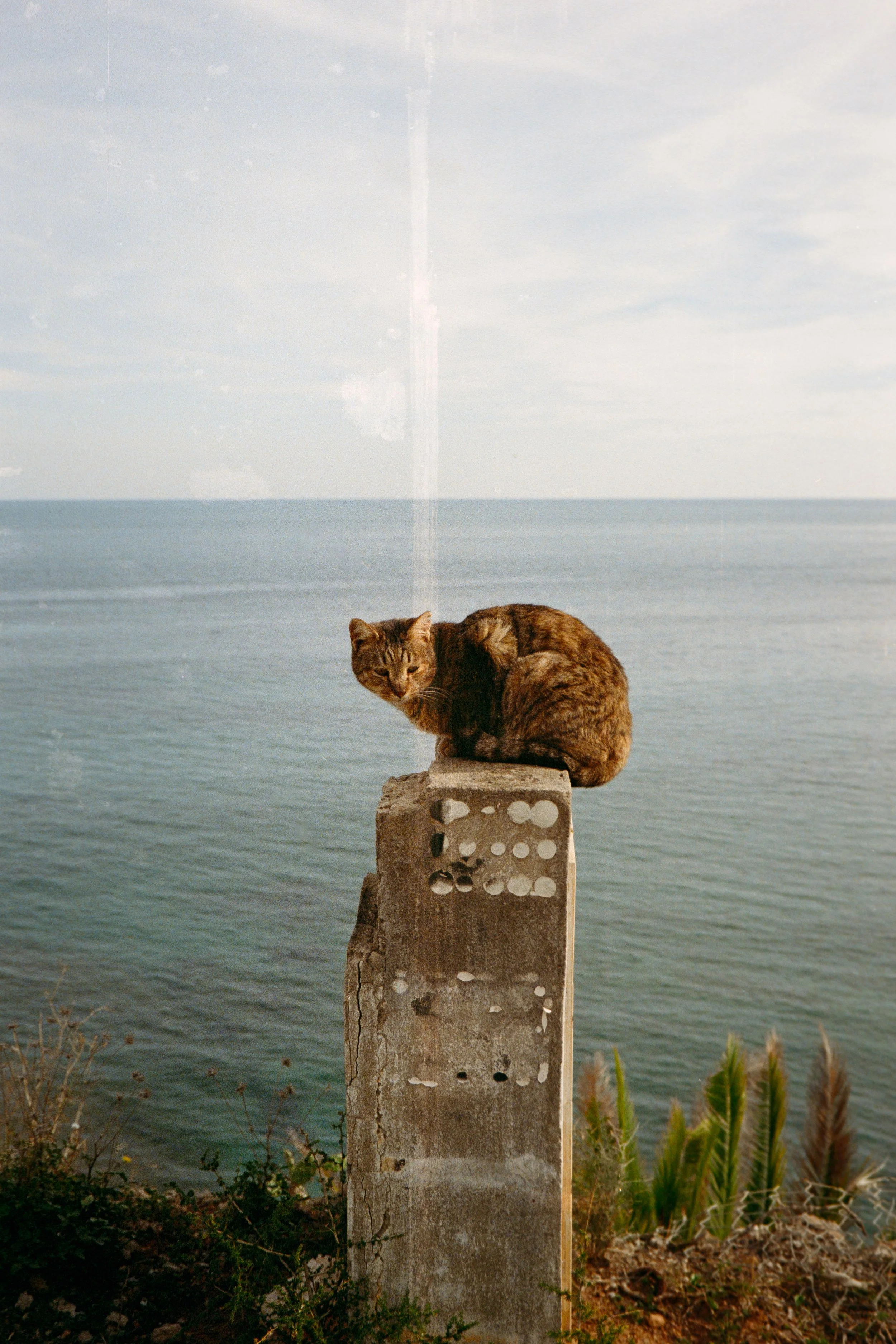 A cat sitting on a concrete post near the ocean, with a cloudy sky above and some plants at the base of the post.