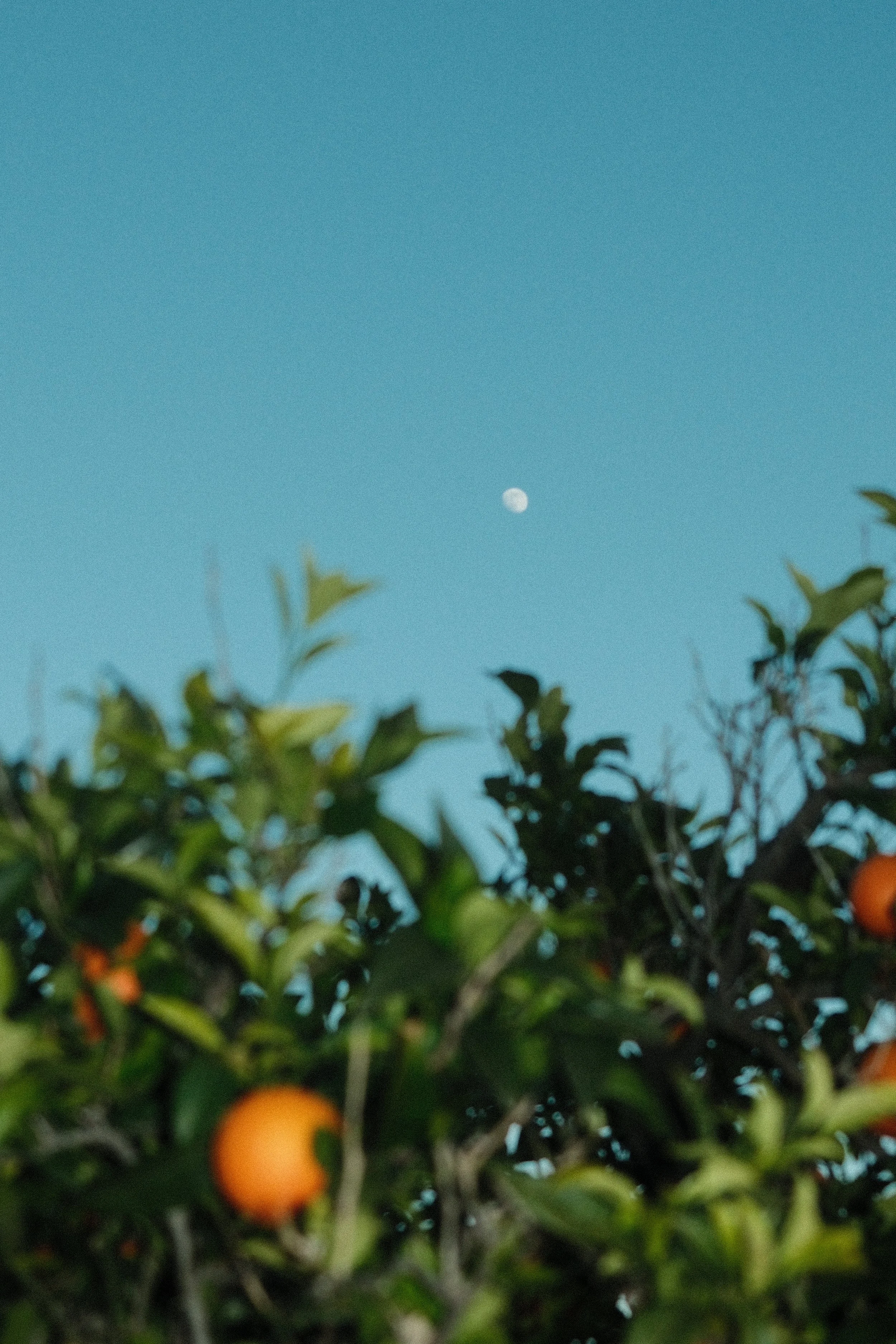 Orange fruit on a tree with a clear blue sky and the moon visible overhead.