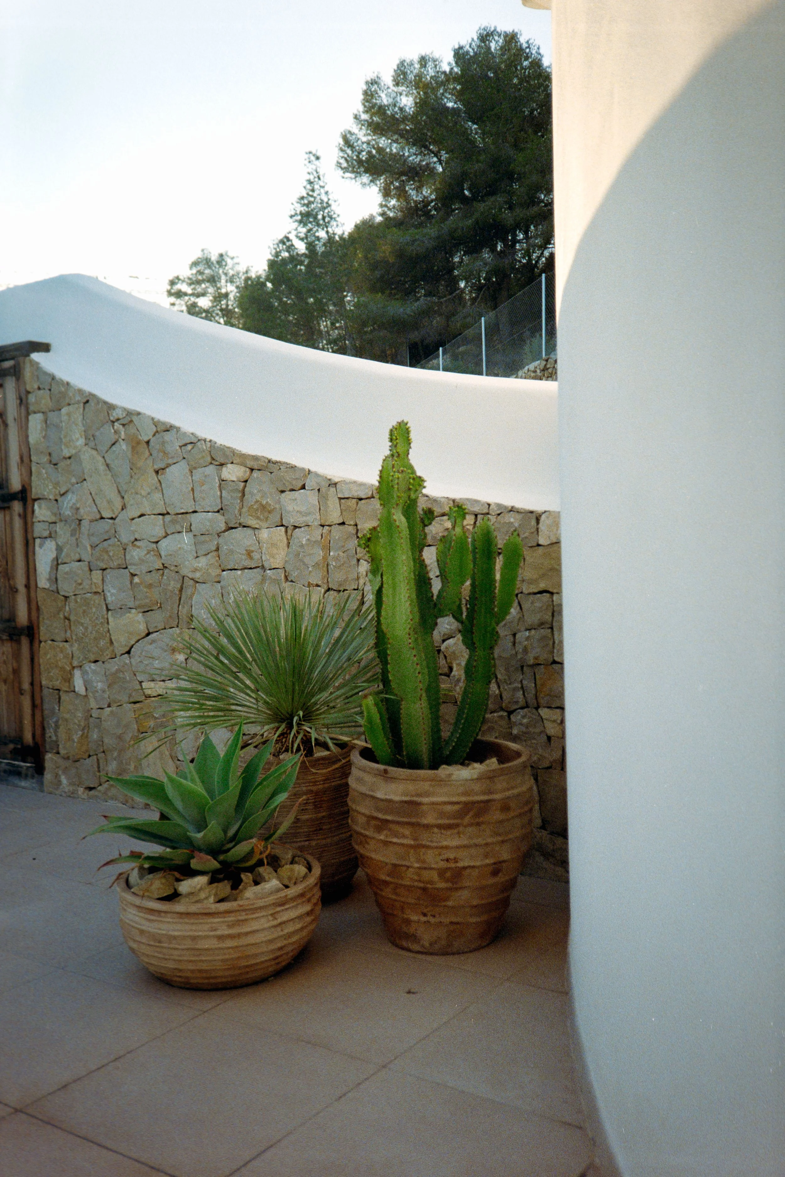 Three potted desert plants, including a cactus, arranged on a tiled patio with a stone wall and trees in the background.