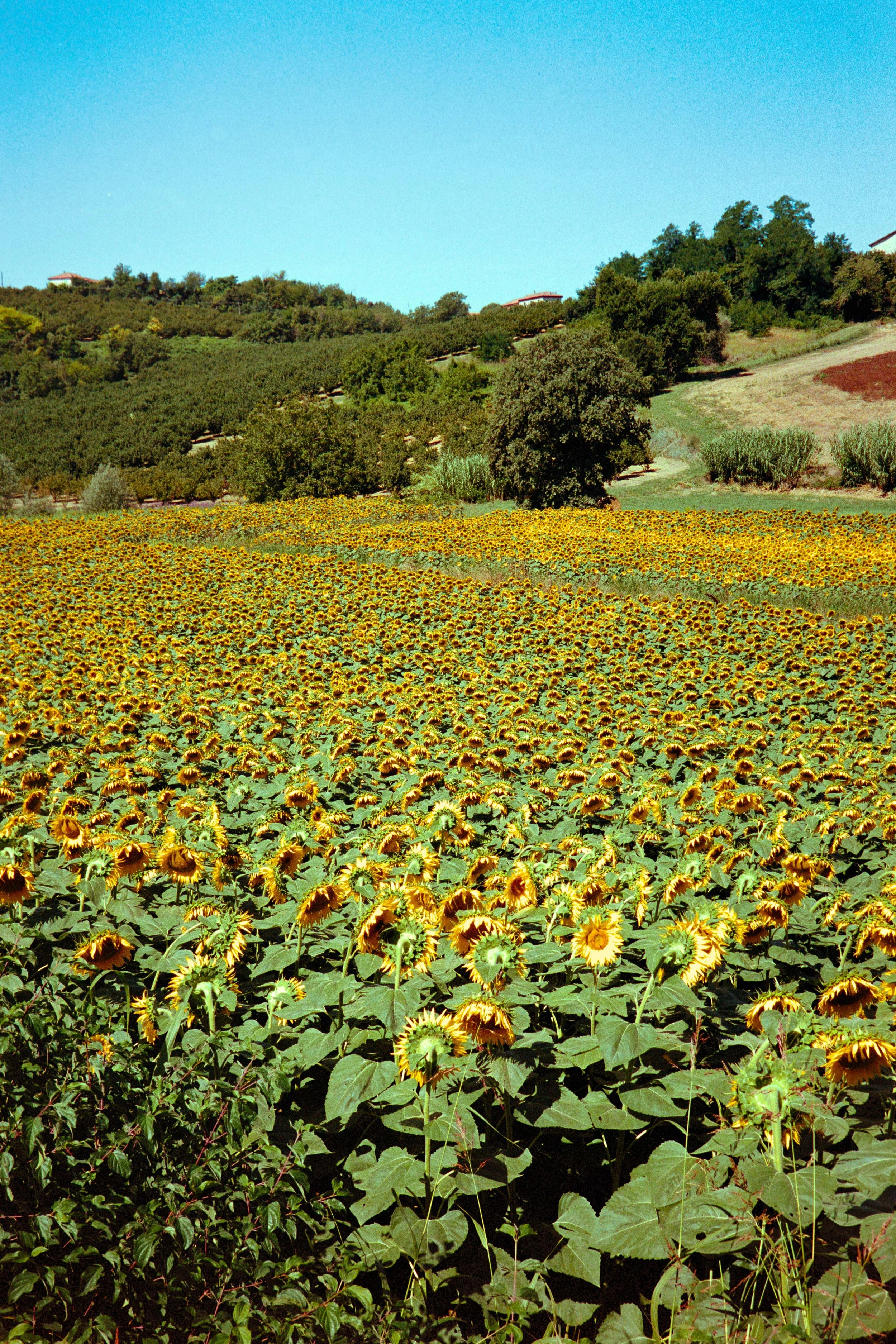 A field of blooming sunflowers beneath a clear blue sky, with green hills and trees in the background.