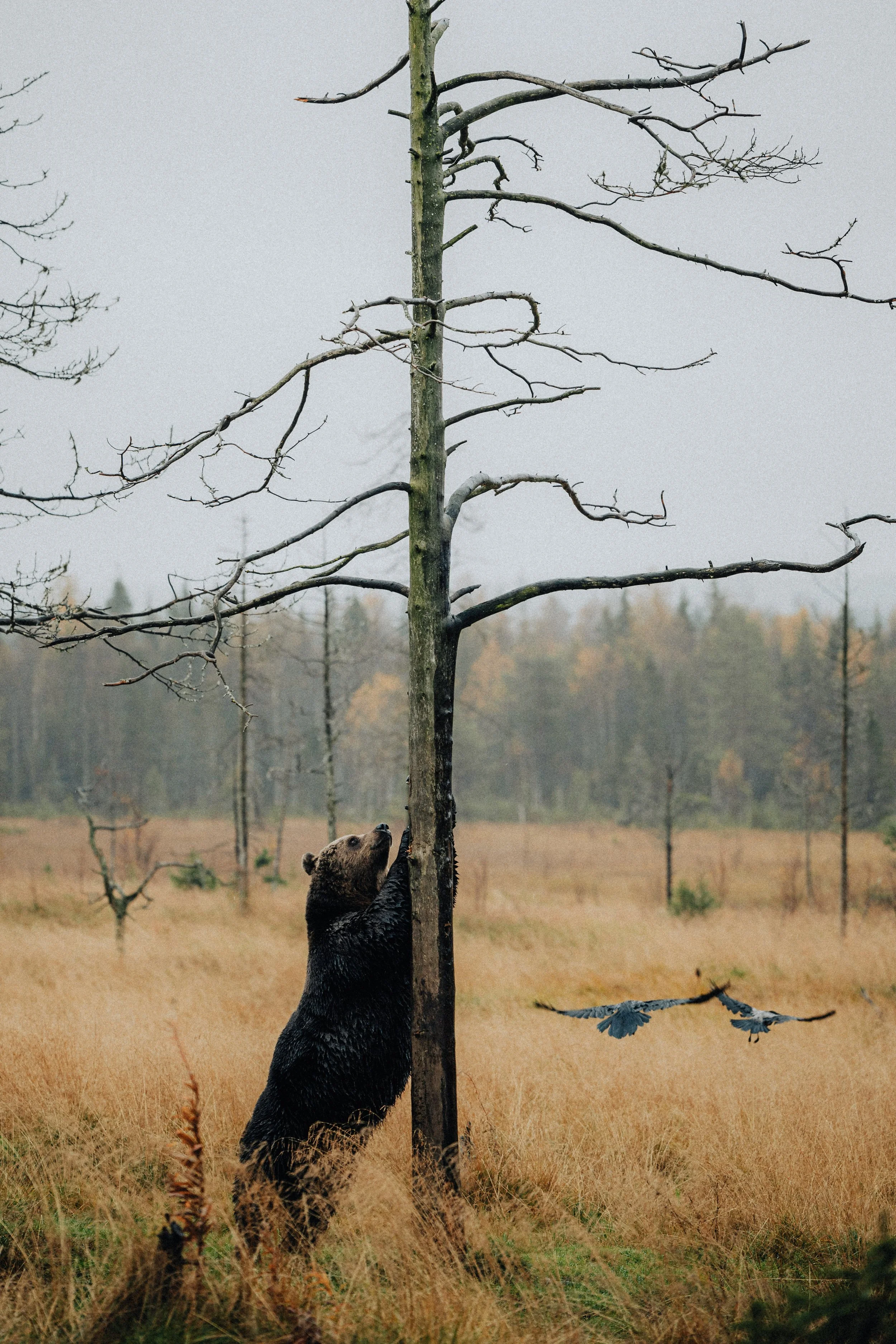 A bear standing on its hind legs hugging a leafless tree in a grassy field with trees in the background, and two birds flying nearby.