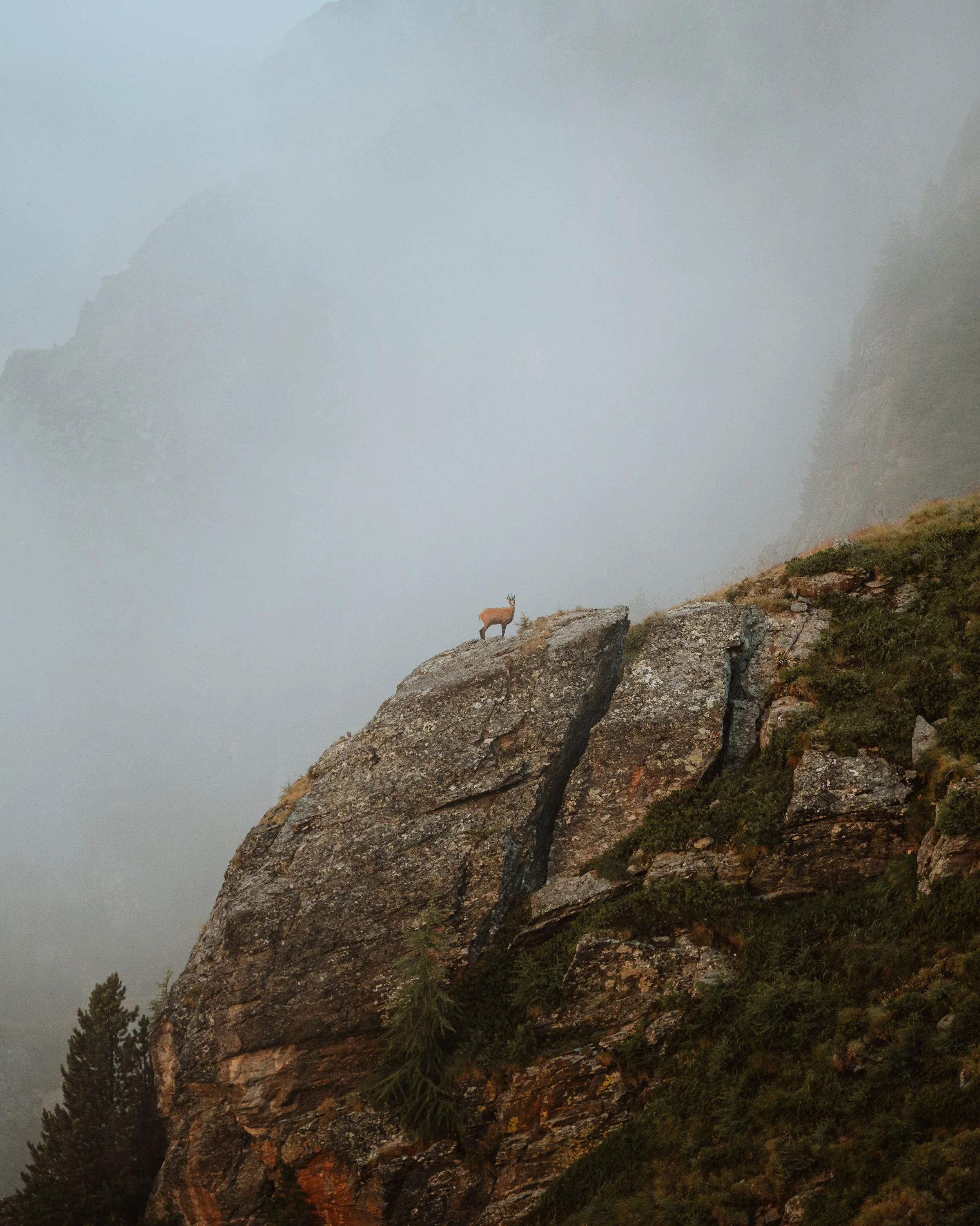 A lone elk standing on a large rocky outcrop in foggy mountain scenery with mist-covered peaks in the background.