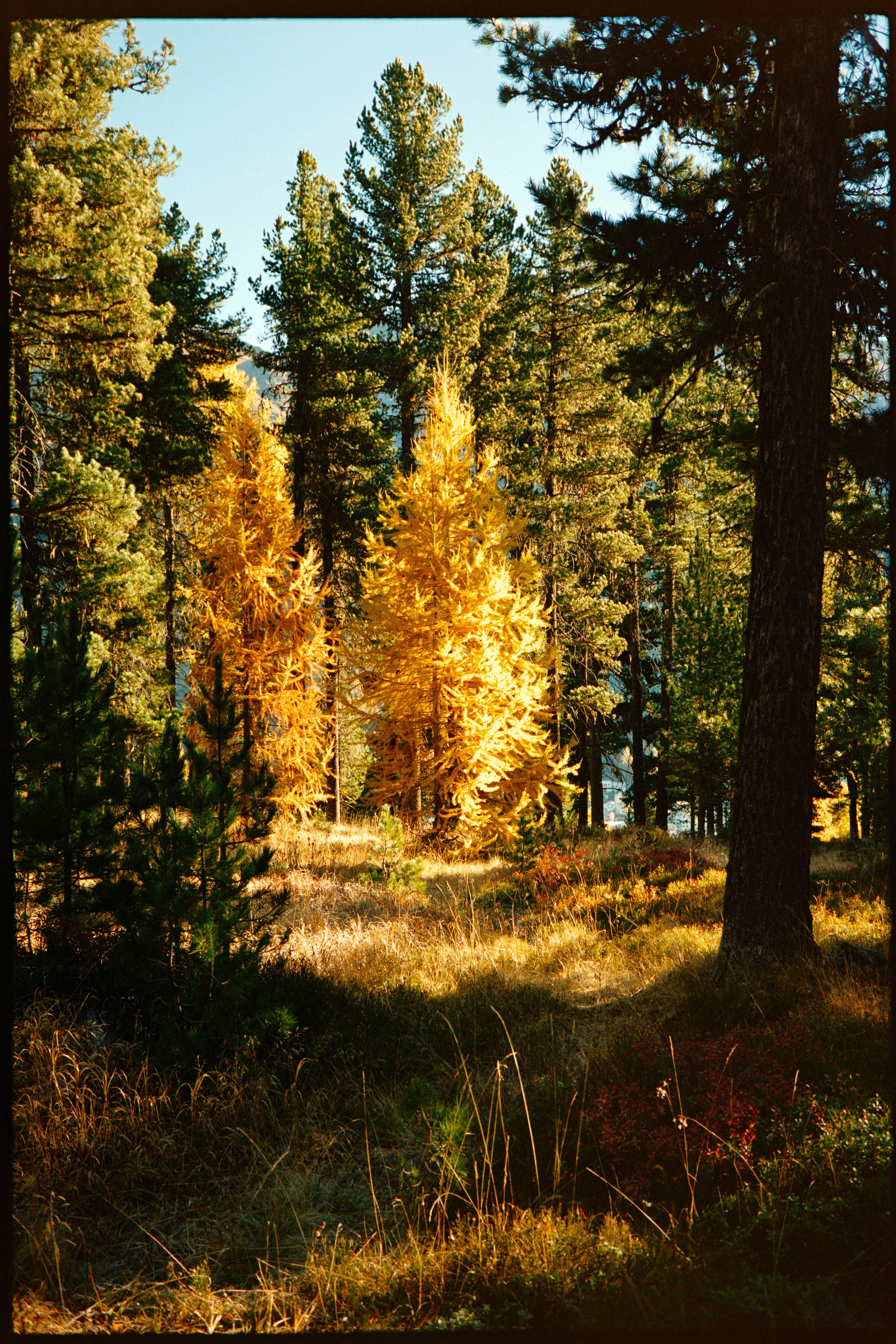 Sunlit pine trees and fall foliage in a forest.