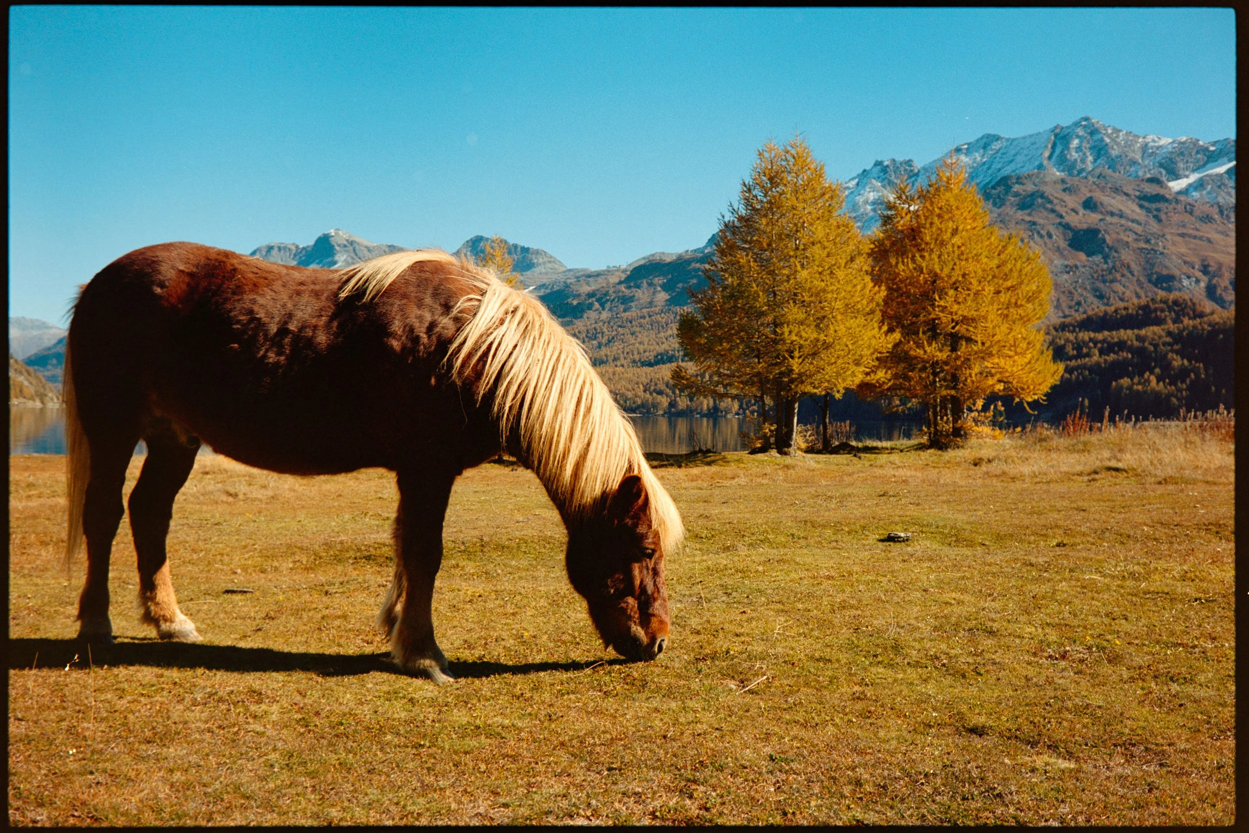 A brown and white horse grazing on a grassy field near a lake, with trees and snow-capped mountains in the background.