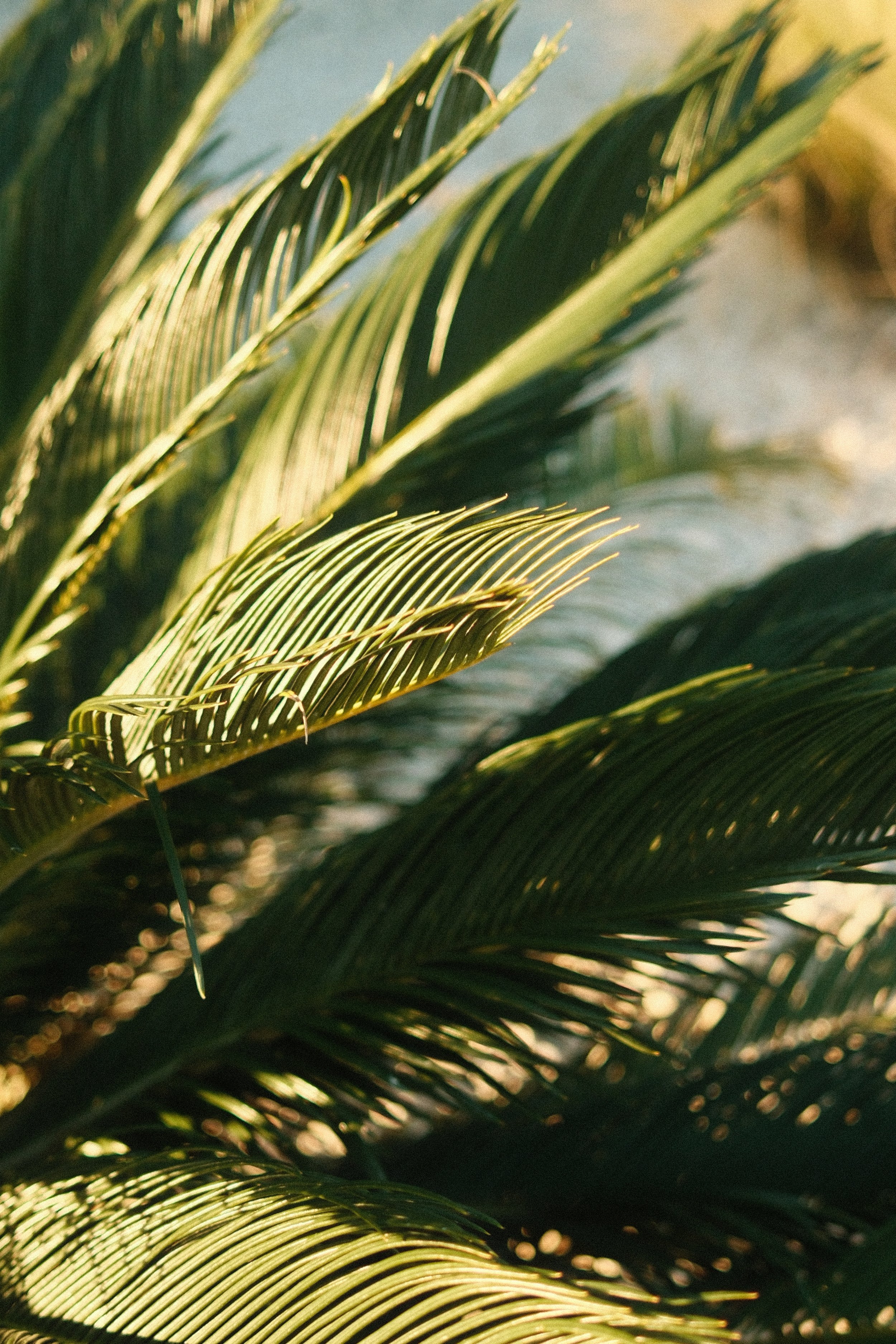 Close-up of palm tree leaves with sunlight creating highlights and shadows.