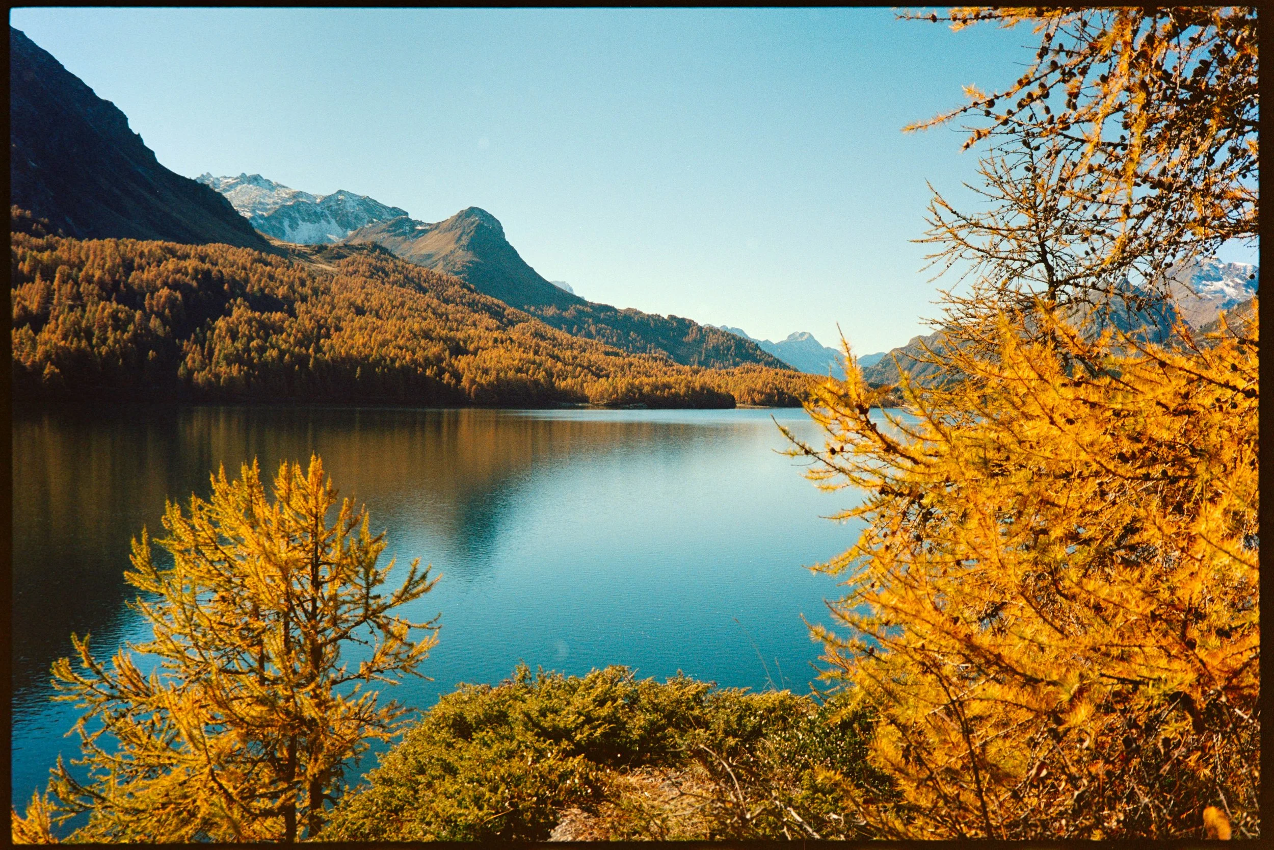 A scenic view of a tranquil lake surrounded by mountains with snow-capped peaks and dense forest, with golden autumn trees in the foreground under a clear blue sky.