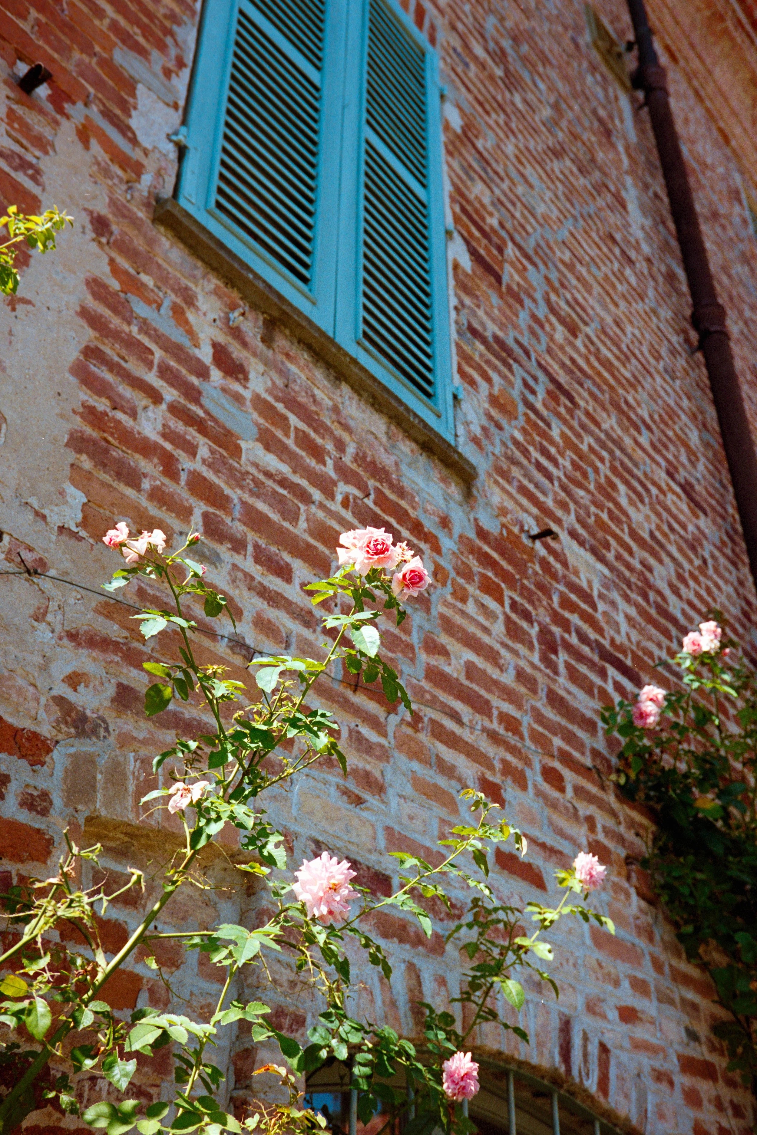 A brick wall with a blue window shutter and pink roses growing in front.