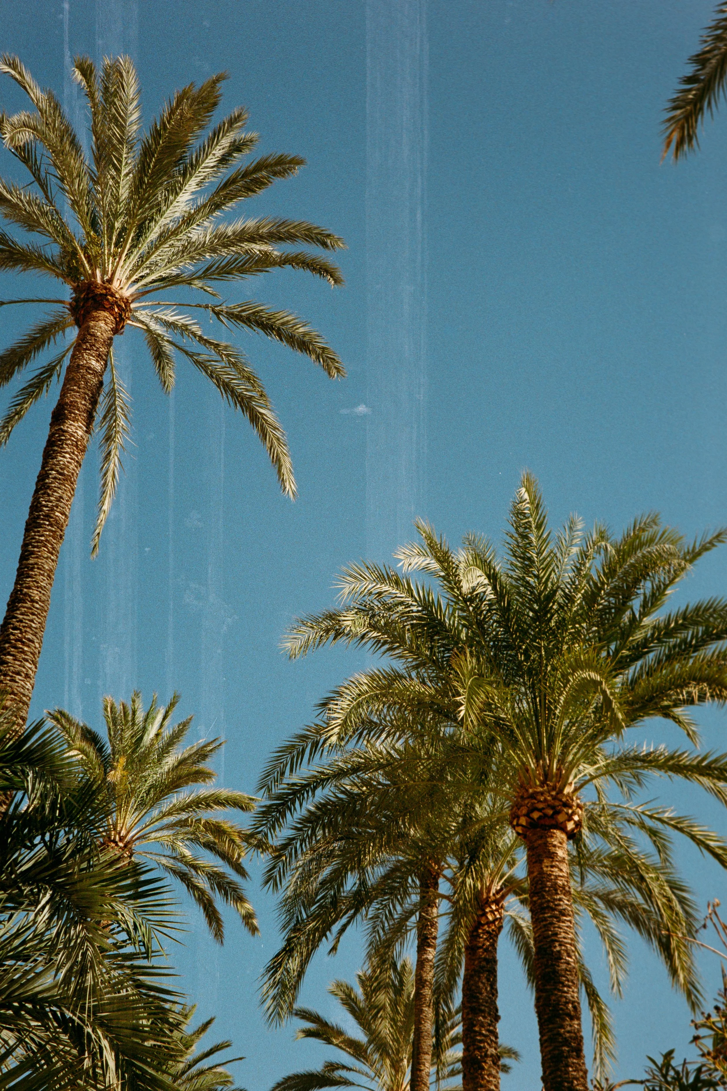 Tall palm trees against a clear blue sky.