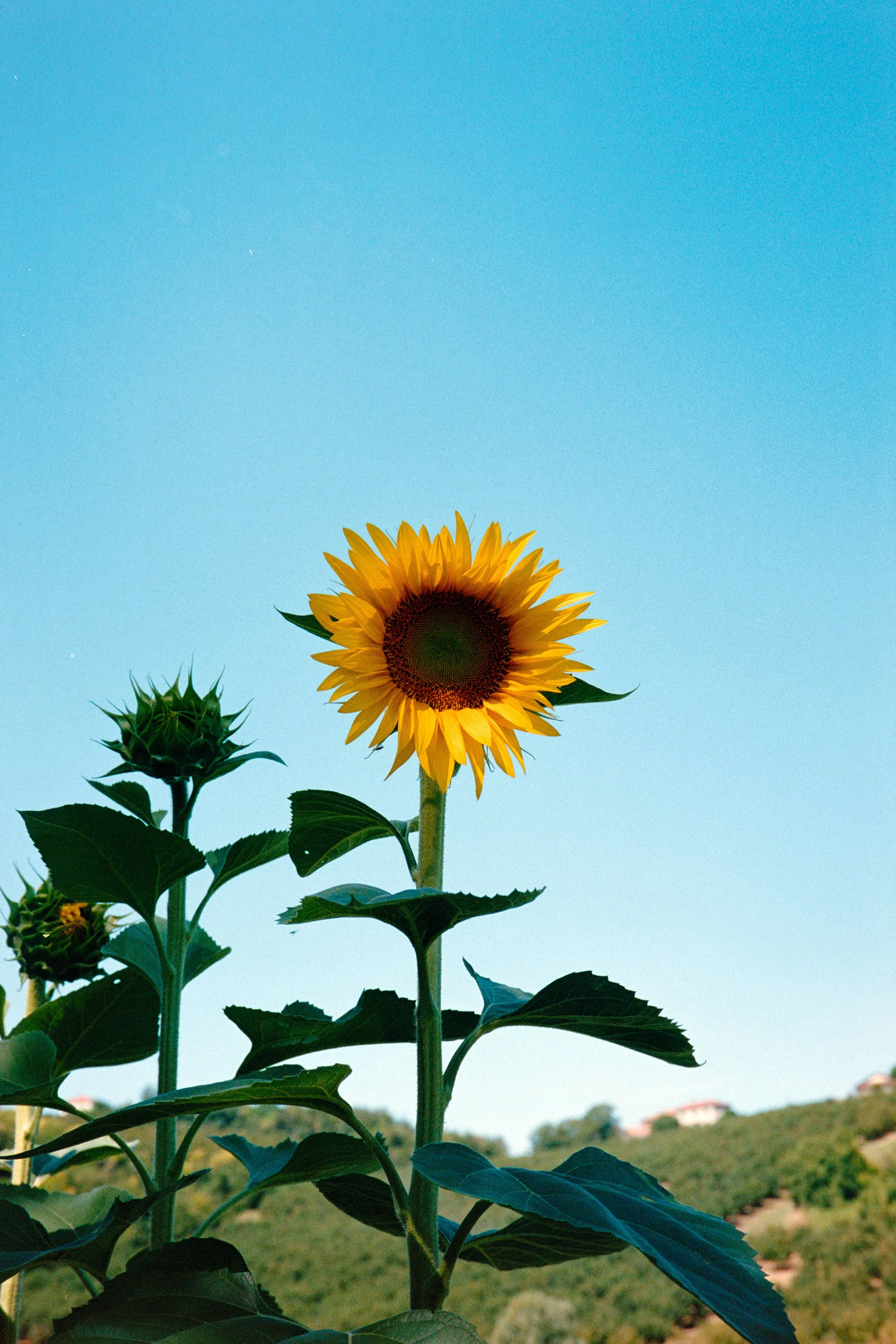 A sunflower with bright yellow petals and a dark center standing tall in a field with a clear blue sky in the background.