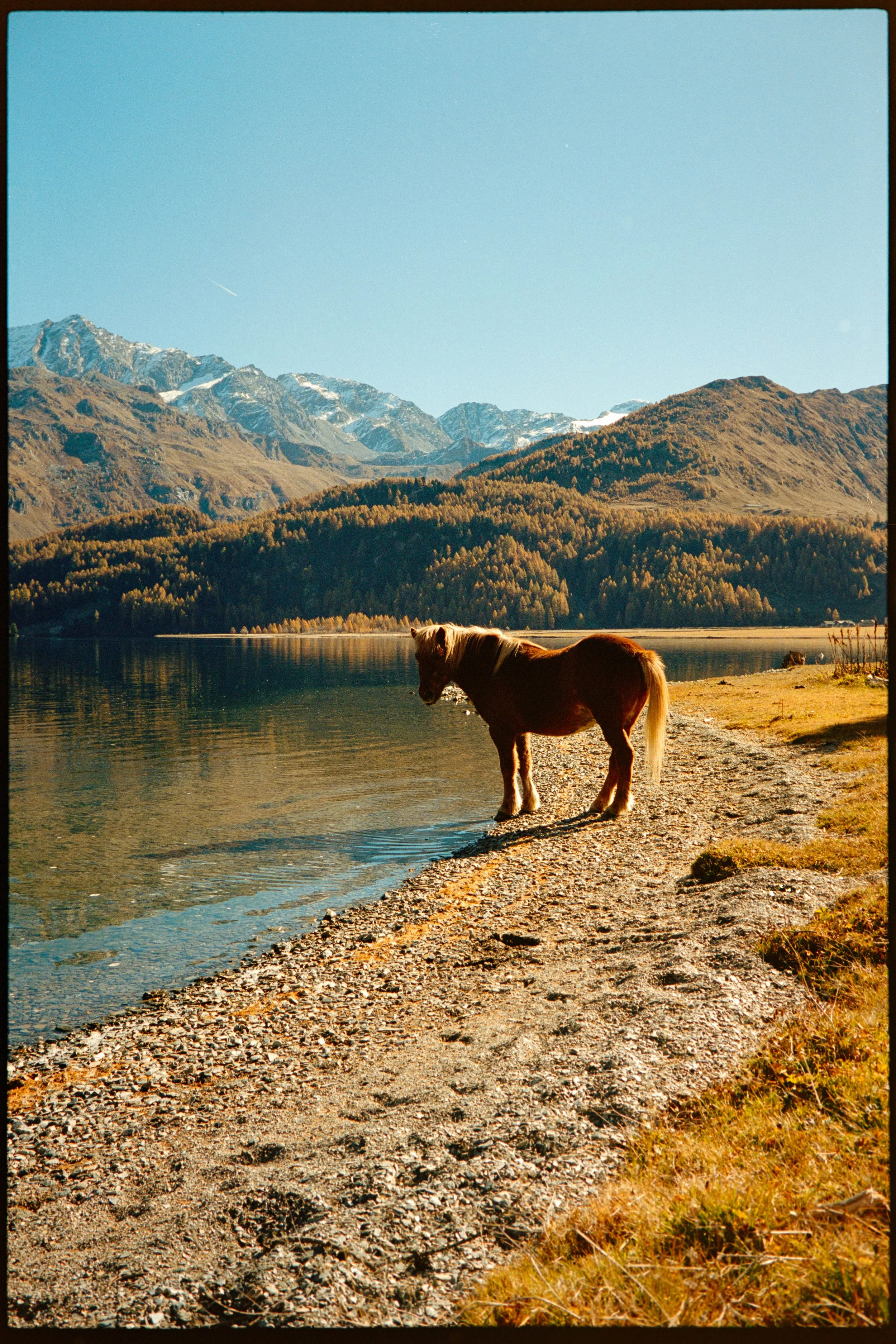 A brown horse standing on the rocky shore of a lake with mountains and forest in the background under a clear blue sky.