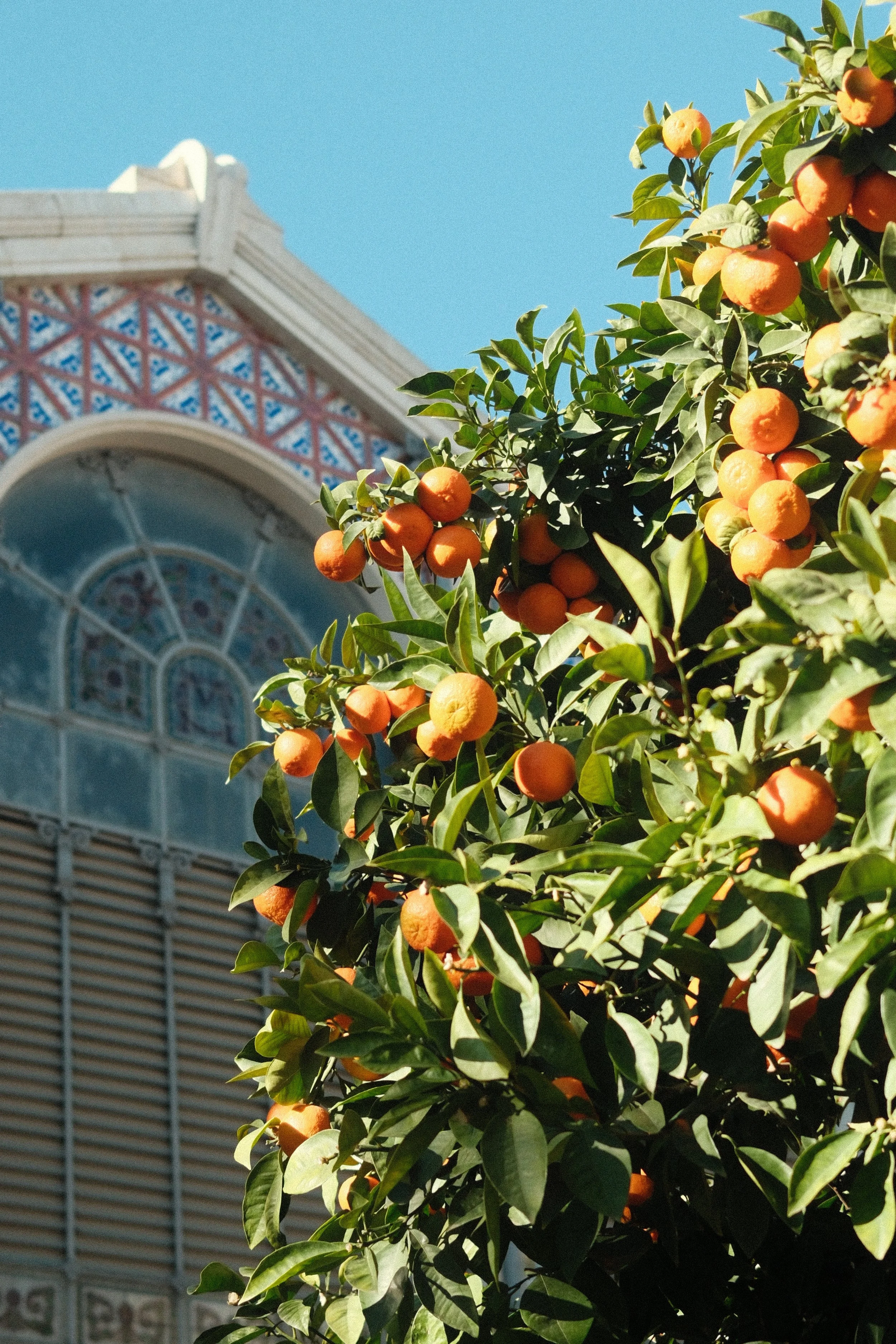 Orange tree with ripe oranges in front of a colorful building with stained glass windows and a clear blue sky.