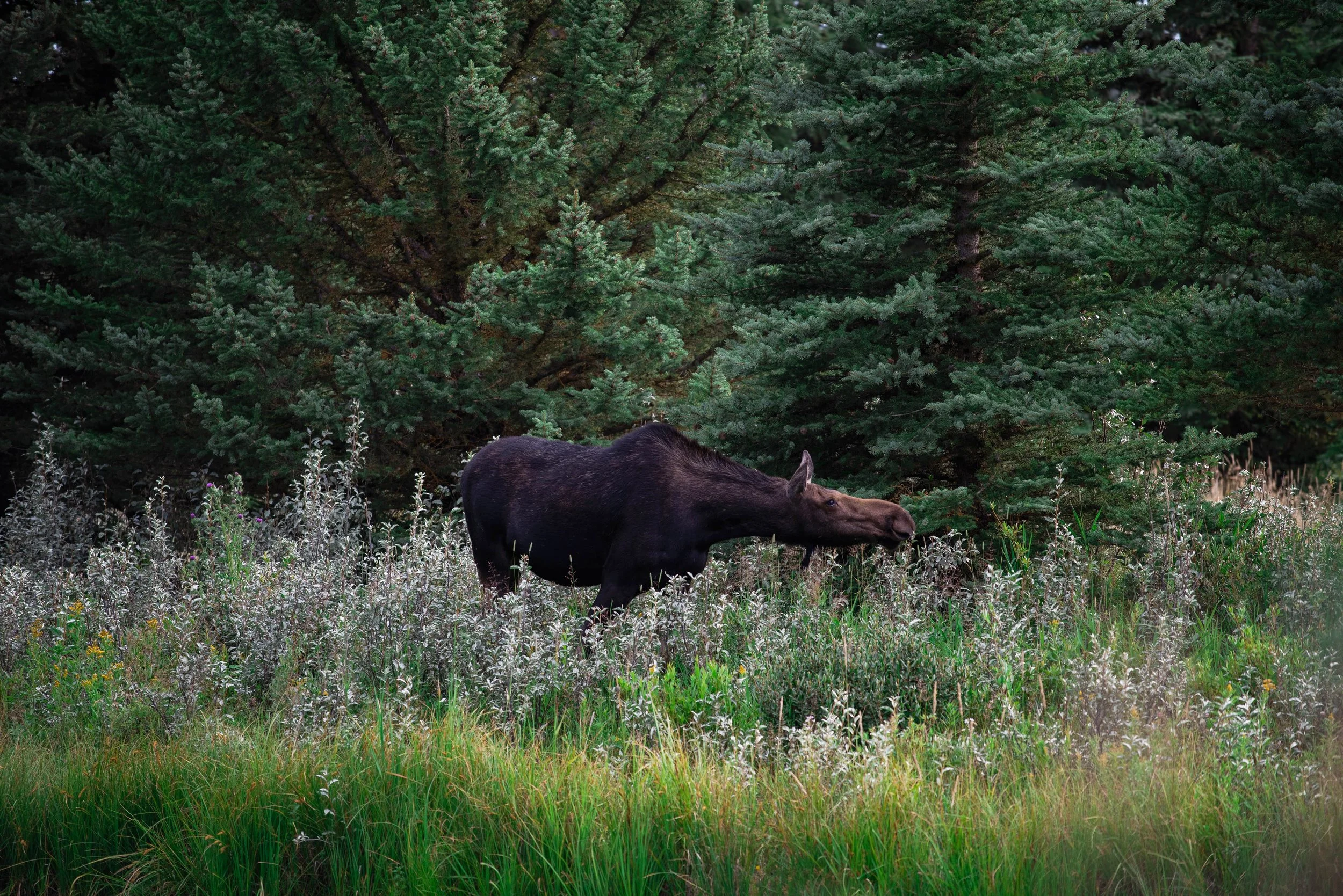 moose #1 1.0 GP.jpg