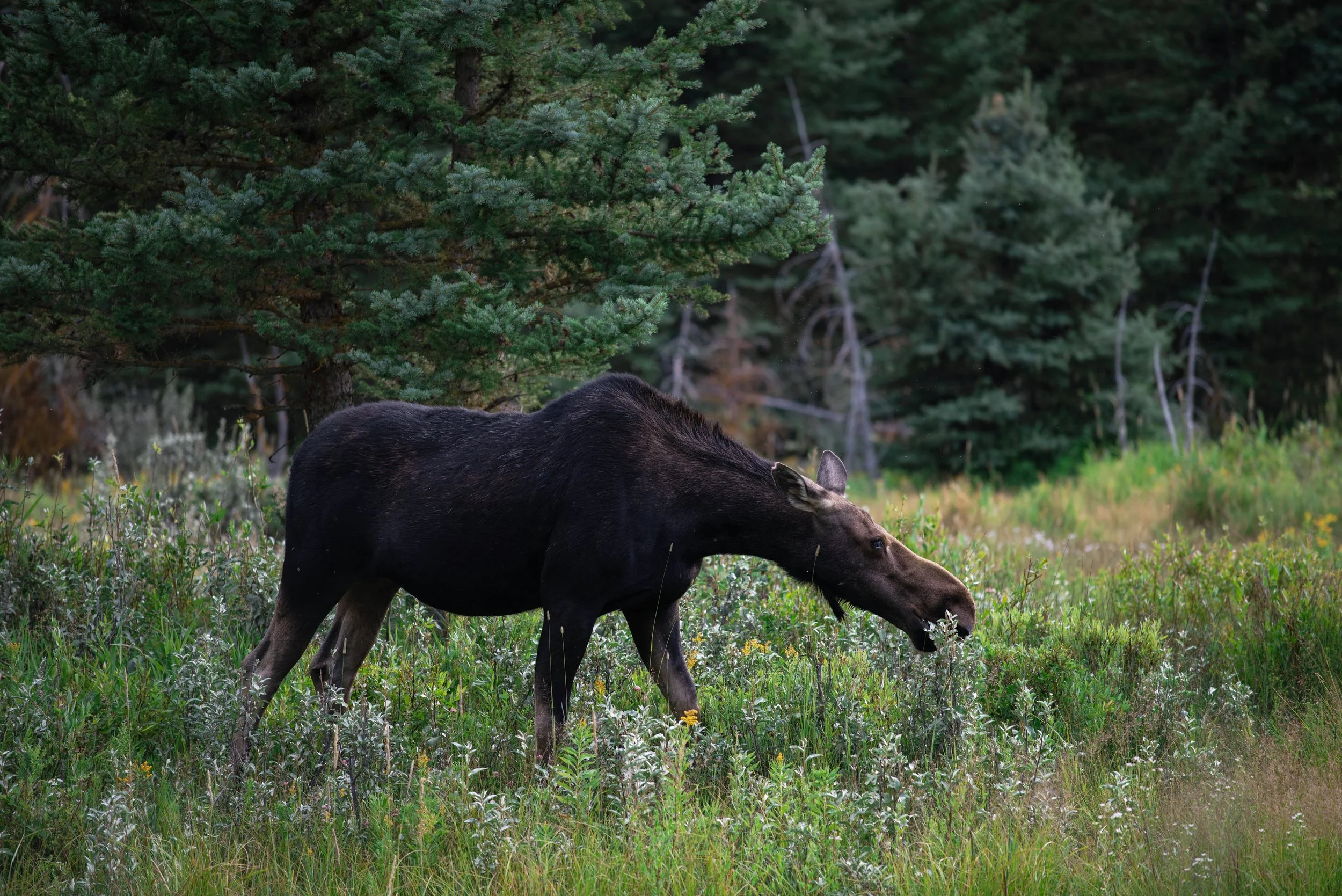 moose #3 1.0 (1).jpg