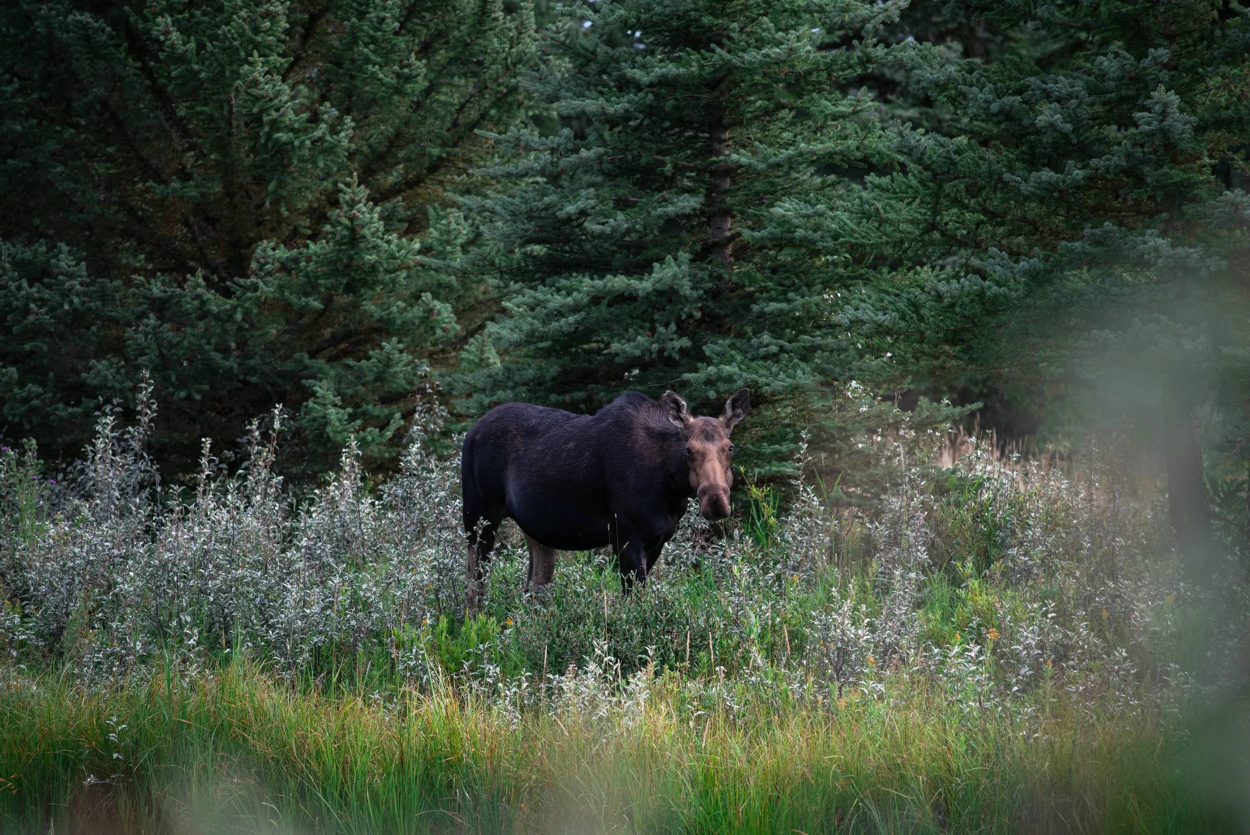 moose #2 1.0.jpg