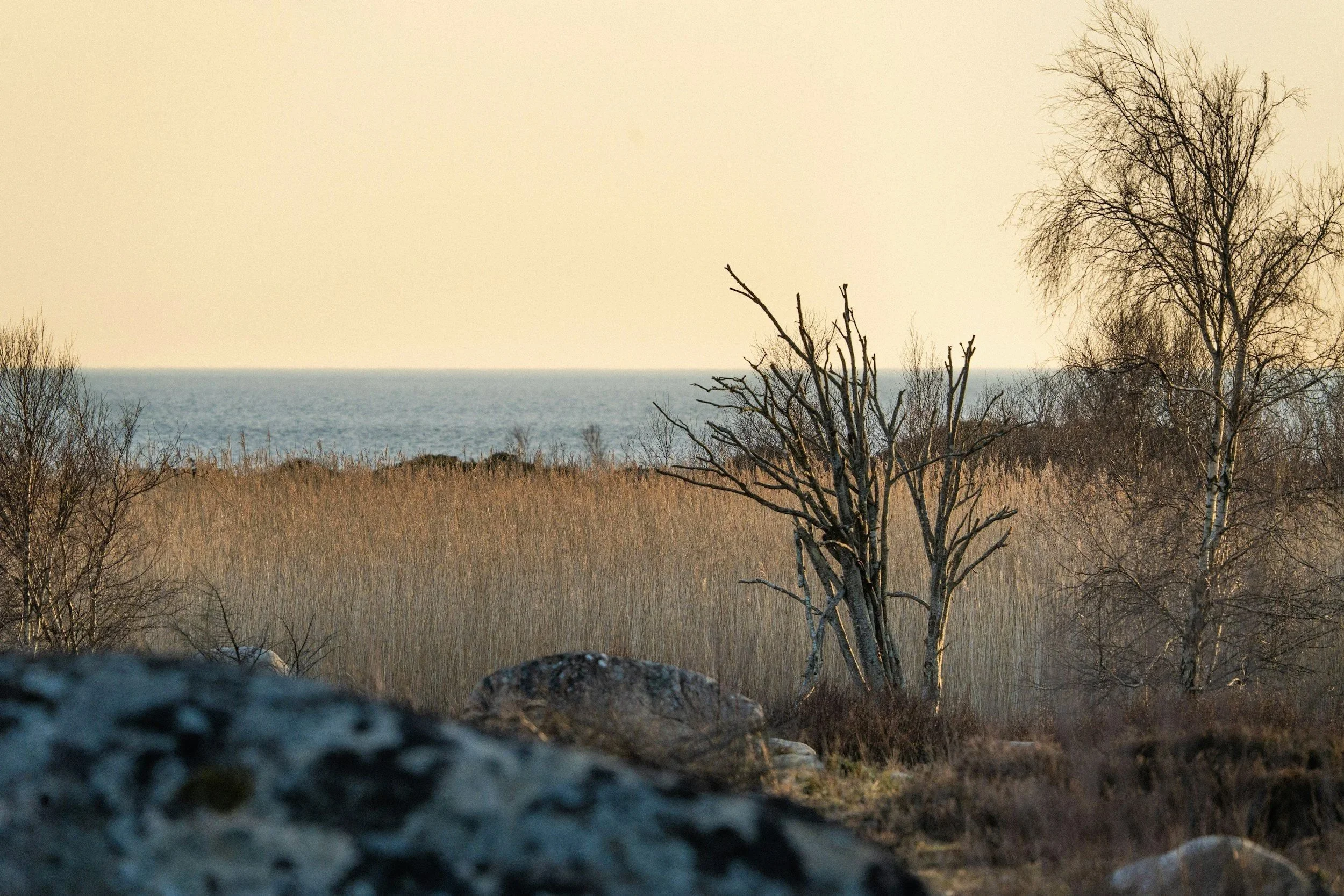 Leafless trees in a late fall landscape with tall grass, rocks and water, evoking reflection, life transitions and personal growth.