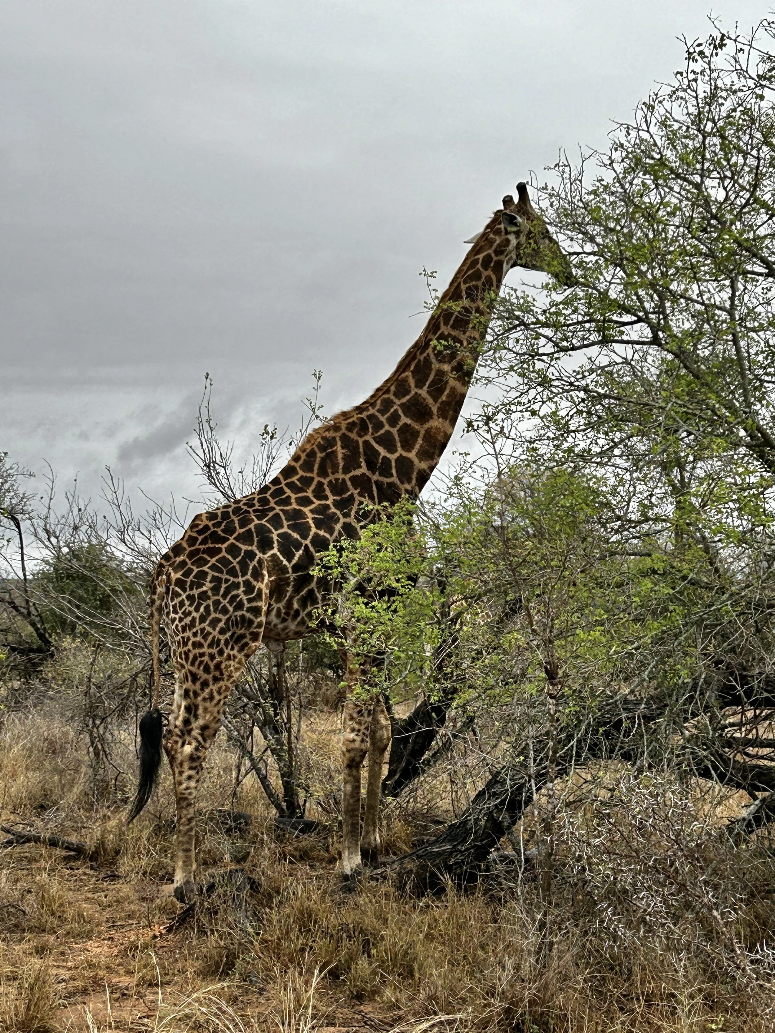 The giraffe - My favourite African animal, so graceful.