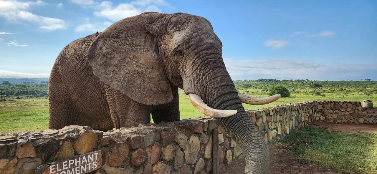 An intimate encounter with the Gentle Giants of Africa