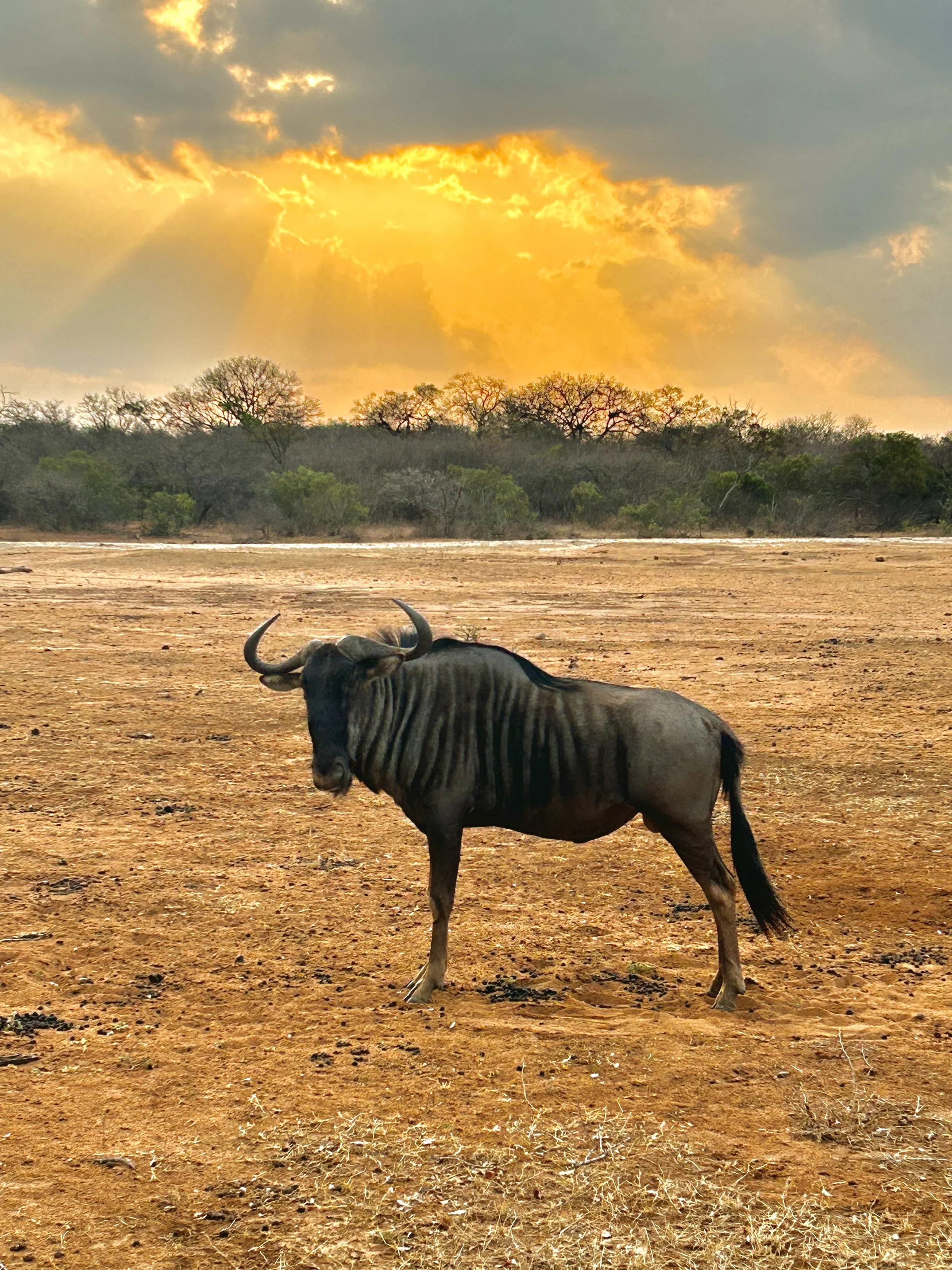 African Blue Wildebeest - keeping a close eye out for predators as the sun sets, and night time approaches