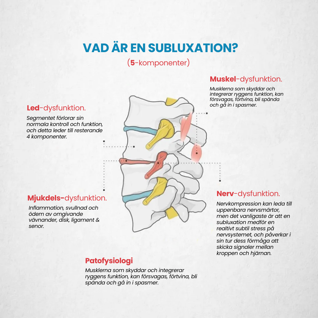 Illustration av ett korsningsavsnitt av ryggraden som visar de fem komponenterna i en subluxation, inklusive muskler, nerv, mjukdels- och led-dysfunktion samt patofysiologi.