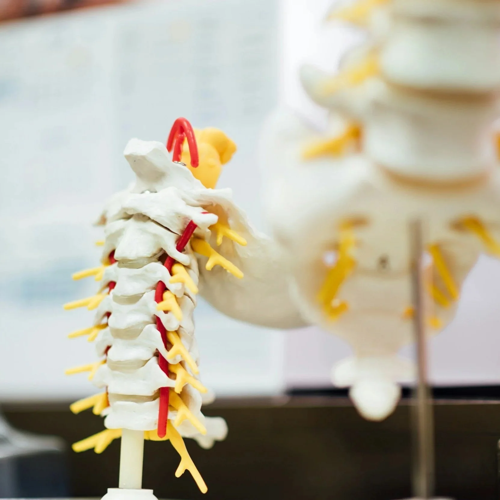Anatomy Course