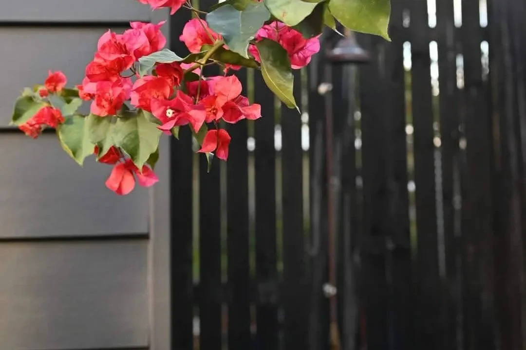 Red and pink bougainvillea flowers growing near a dark wooden fence.
