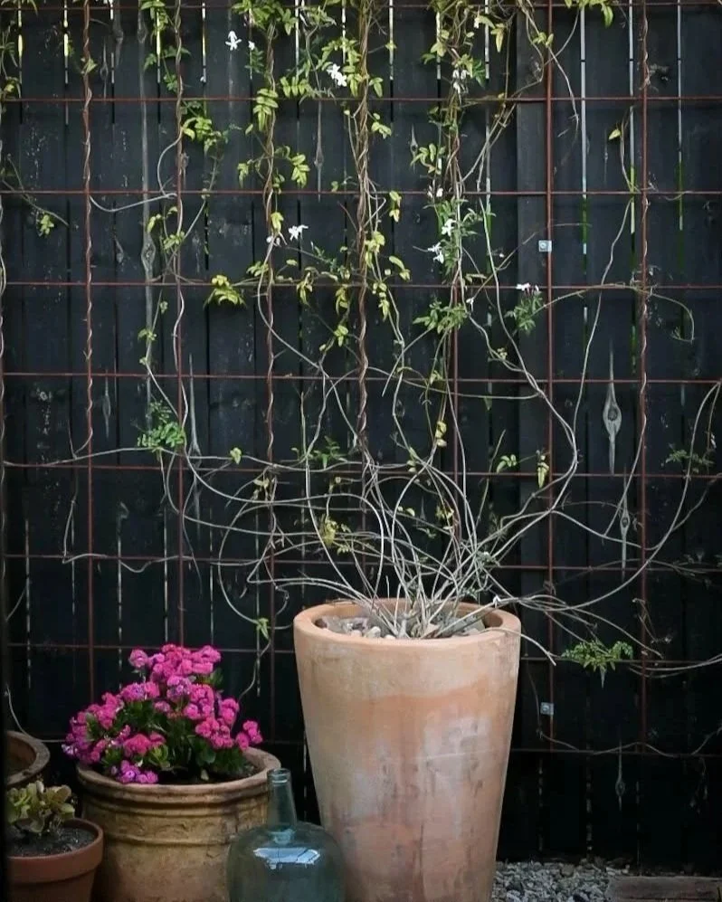 A garden scene with a large beige pot containing a plant with twining, leafless stems and green leaves, against a black fence with some white flowers, additional smaller potted plants with pink flowers, and a glass bottle on the ground.