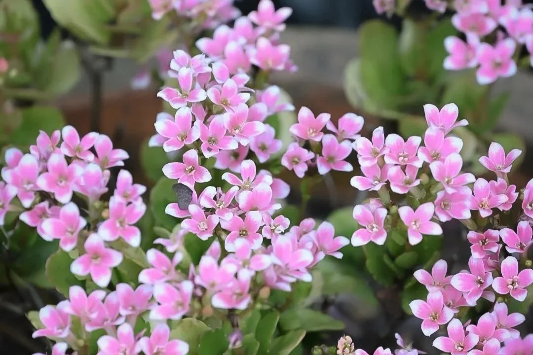 Painters-Bloom-airbnb-flowers.jpg