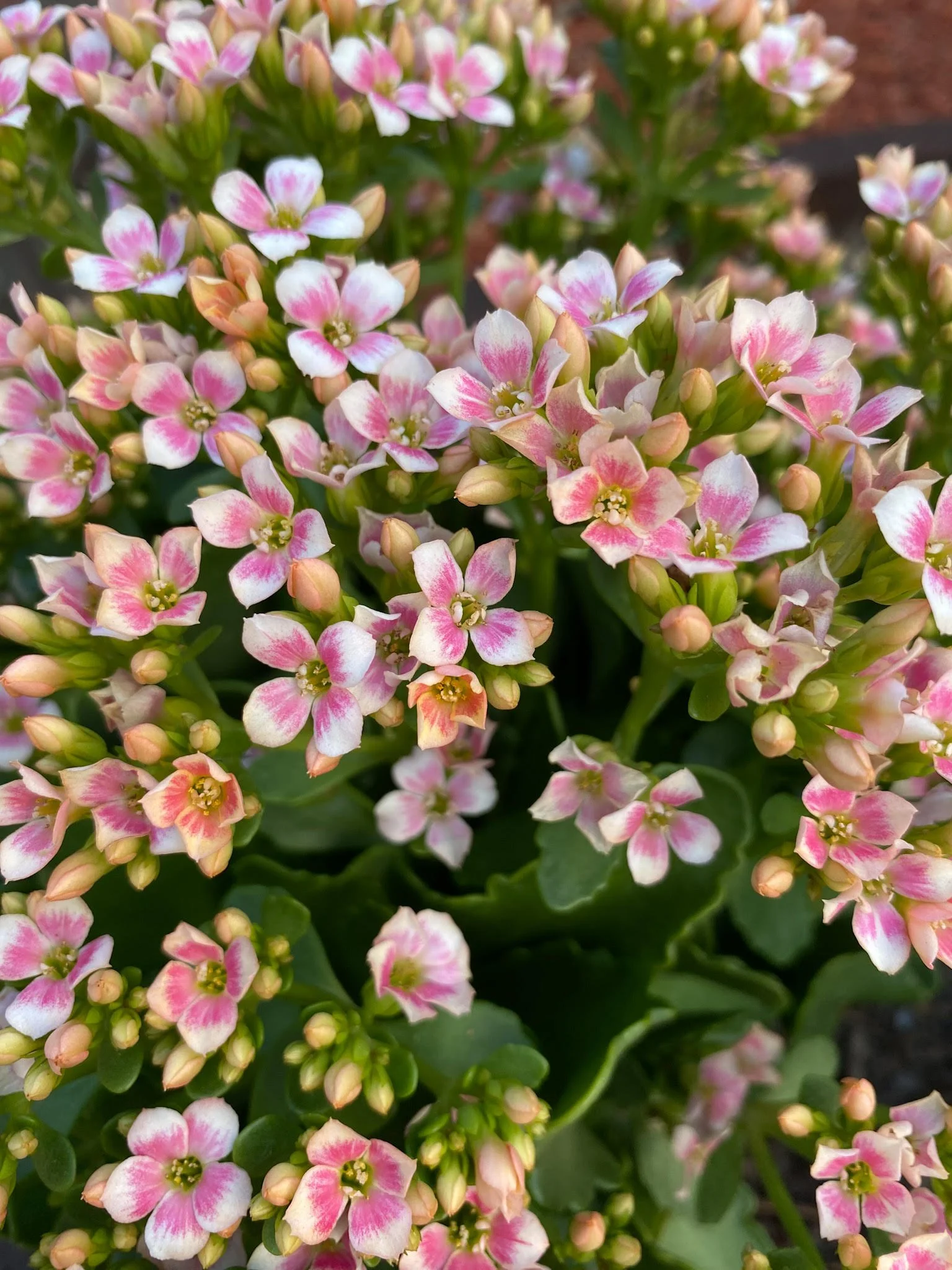 PINK FLOWERS PALE.jpg