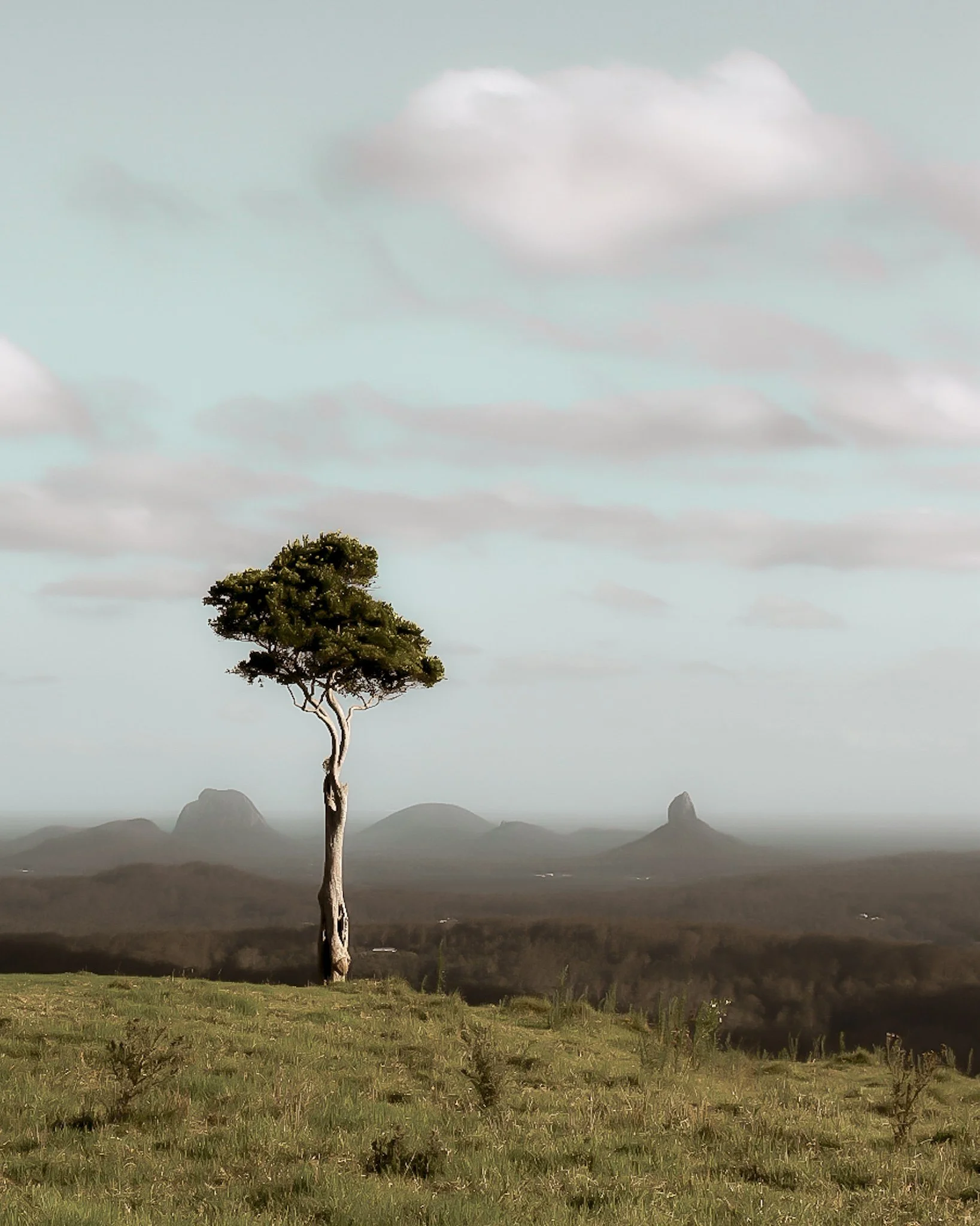 A solitary tree stands on grassy terrain with mountains and hills in the background under a cloudy sky.