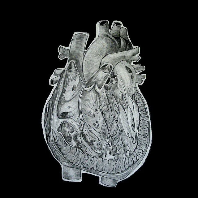 Anatomical Heart Study 1998 - charcoal & graphite on paper