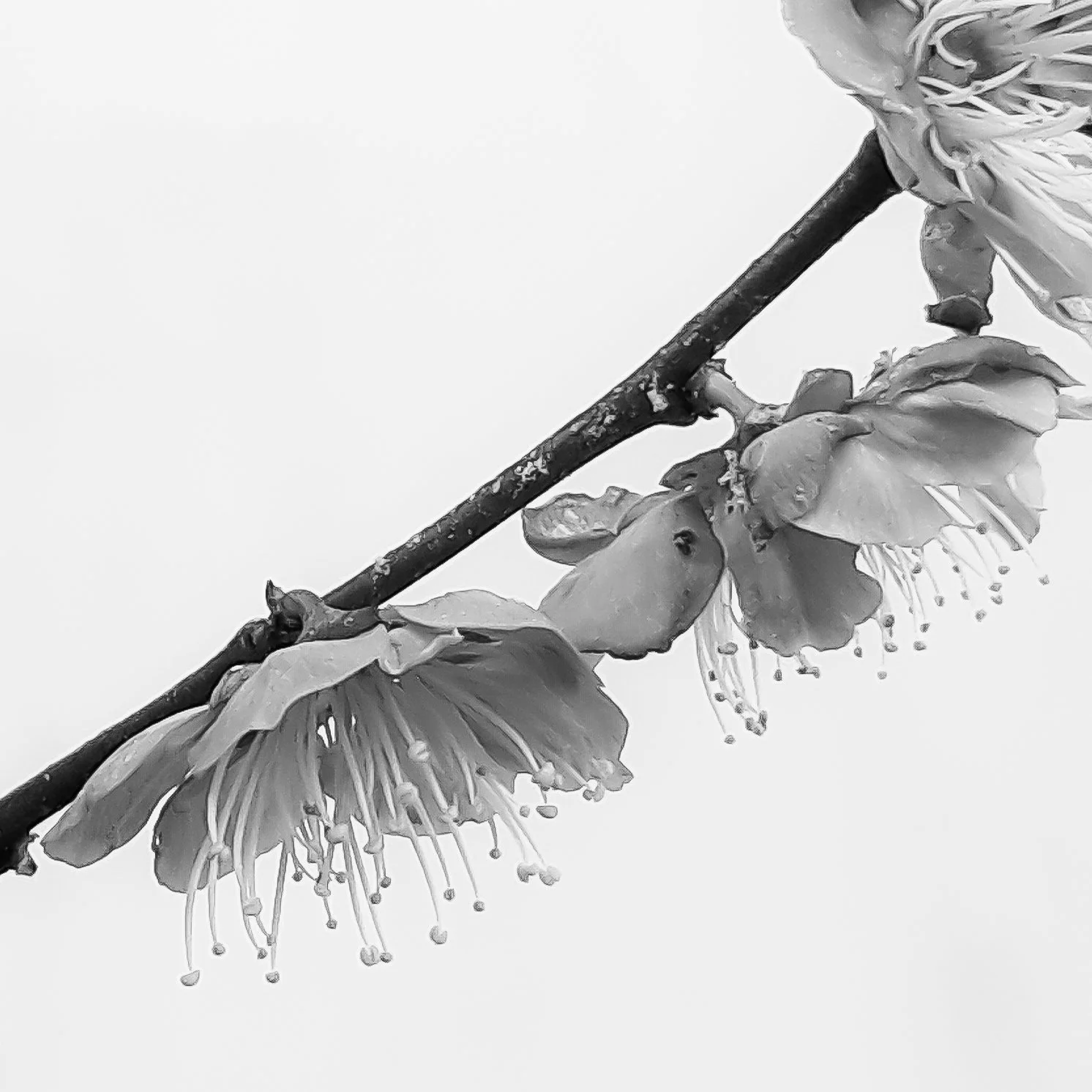 Subtle sweet petals...she dances under the sun, a branch to lean on