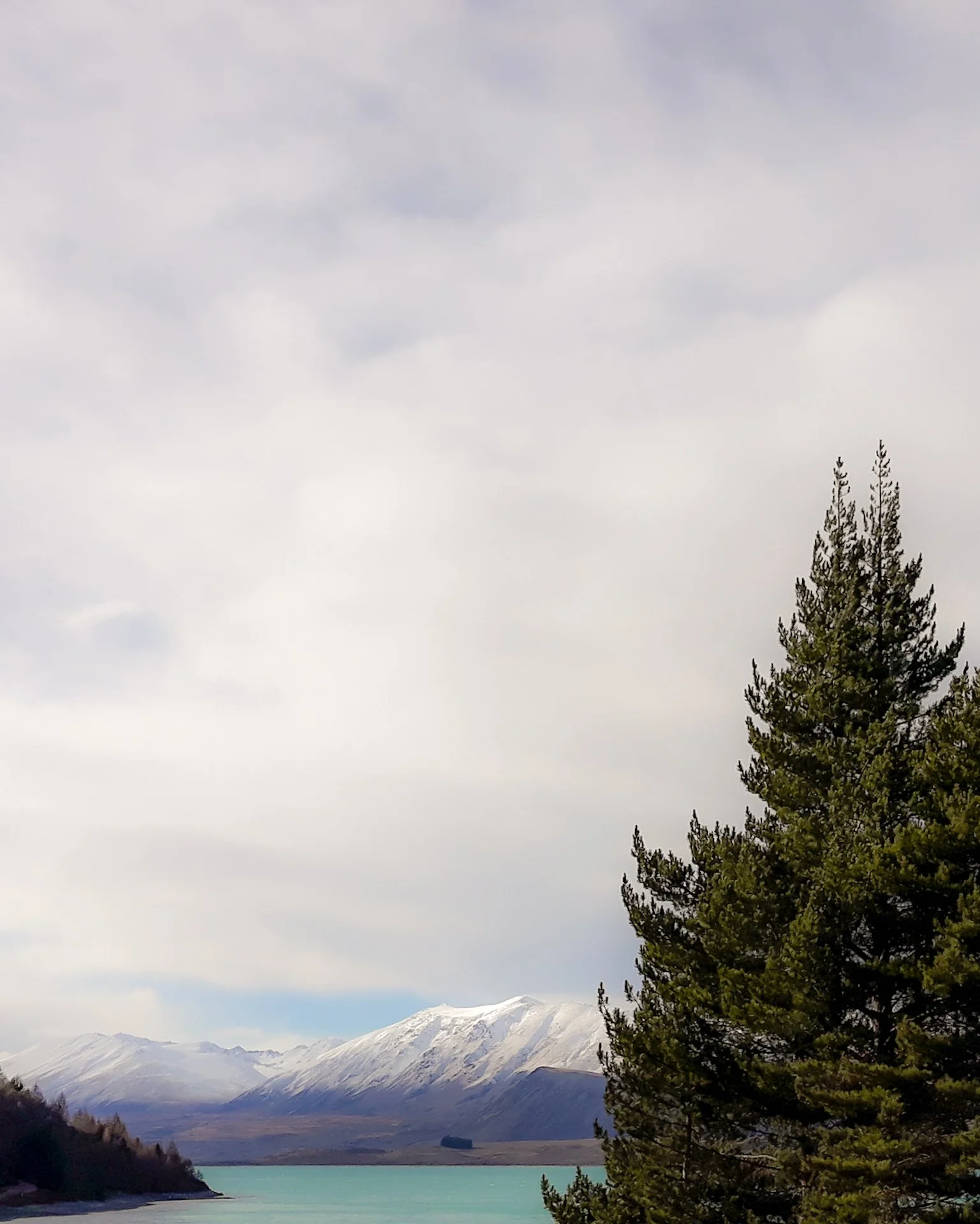 Scenic view of a lake with turquoise waters, snow-capped mountains in the background, and a tall green pine tree on the right.