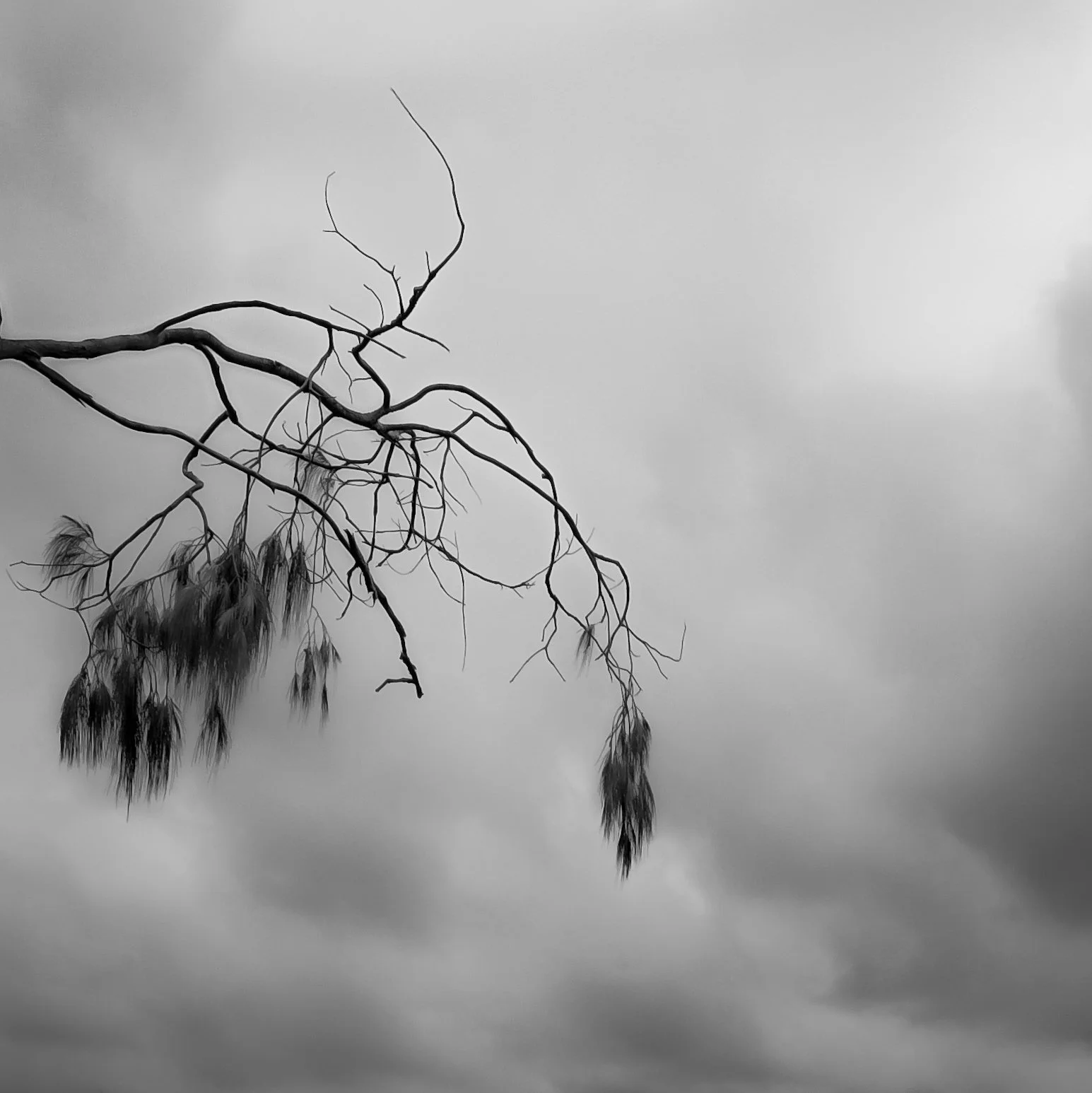 Silence of the storm...I patiently bow to you, the moon awaiting