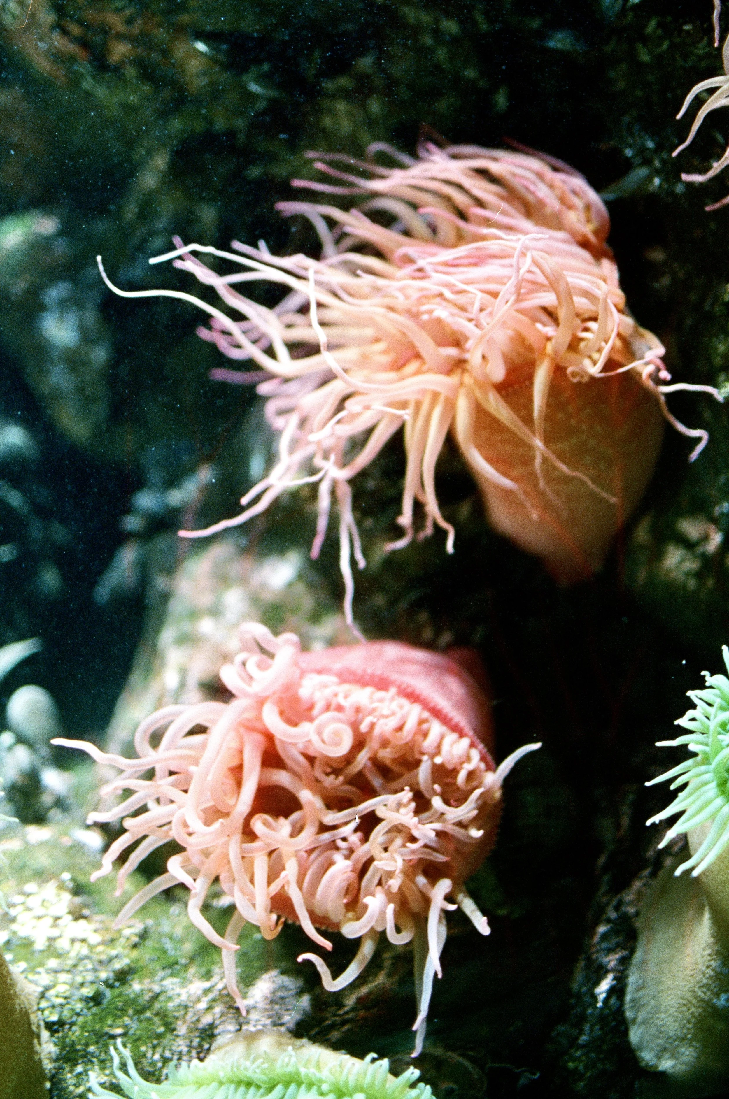 Close-up view of pink sea anemones with long, curly tentacles attached to rocks underwater.