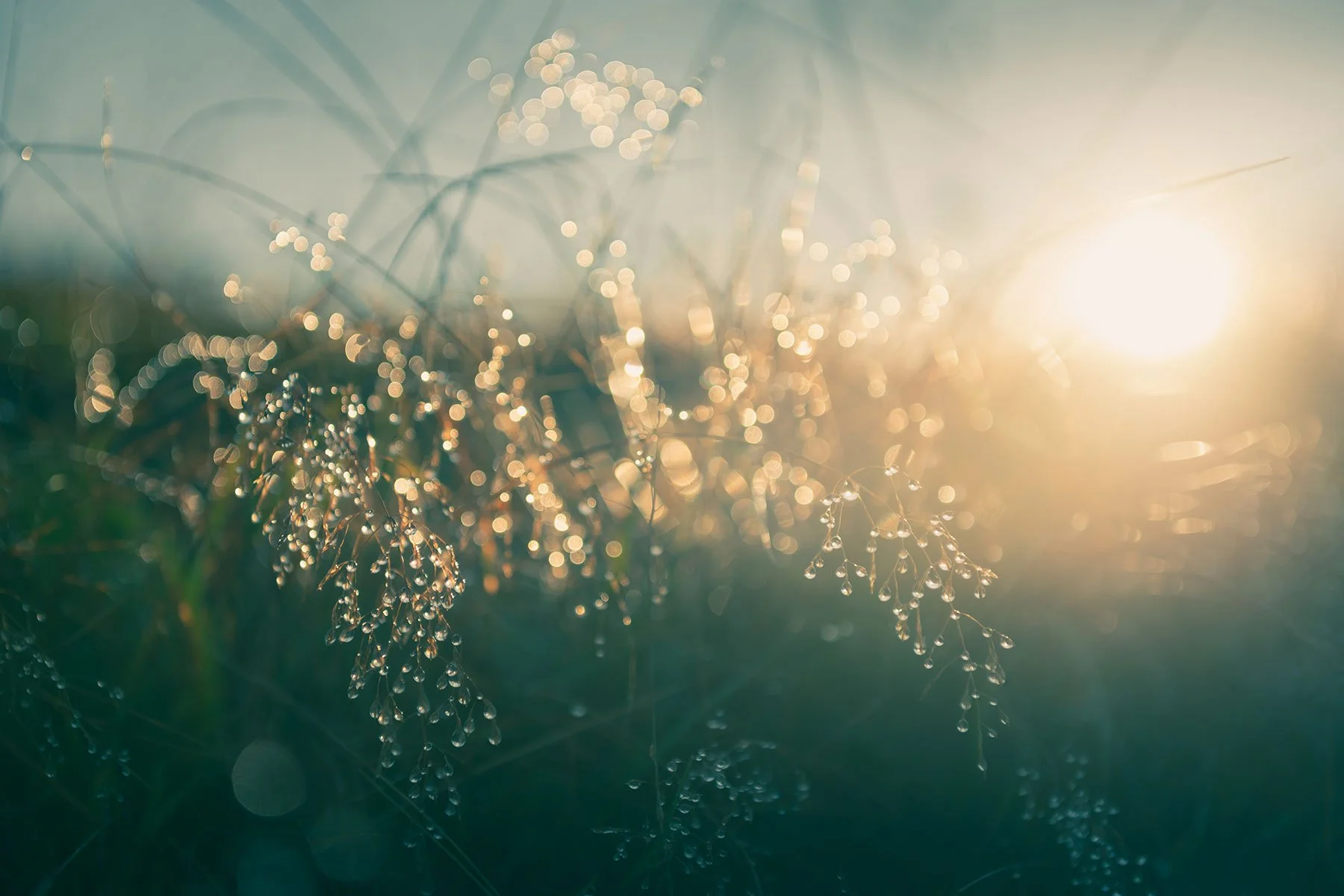 Gräser mit Wassertropfen im Sonnenlicht bei Sonnenaufgang oder Sonnenuntergang.