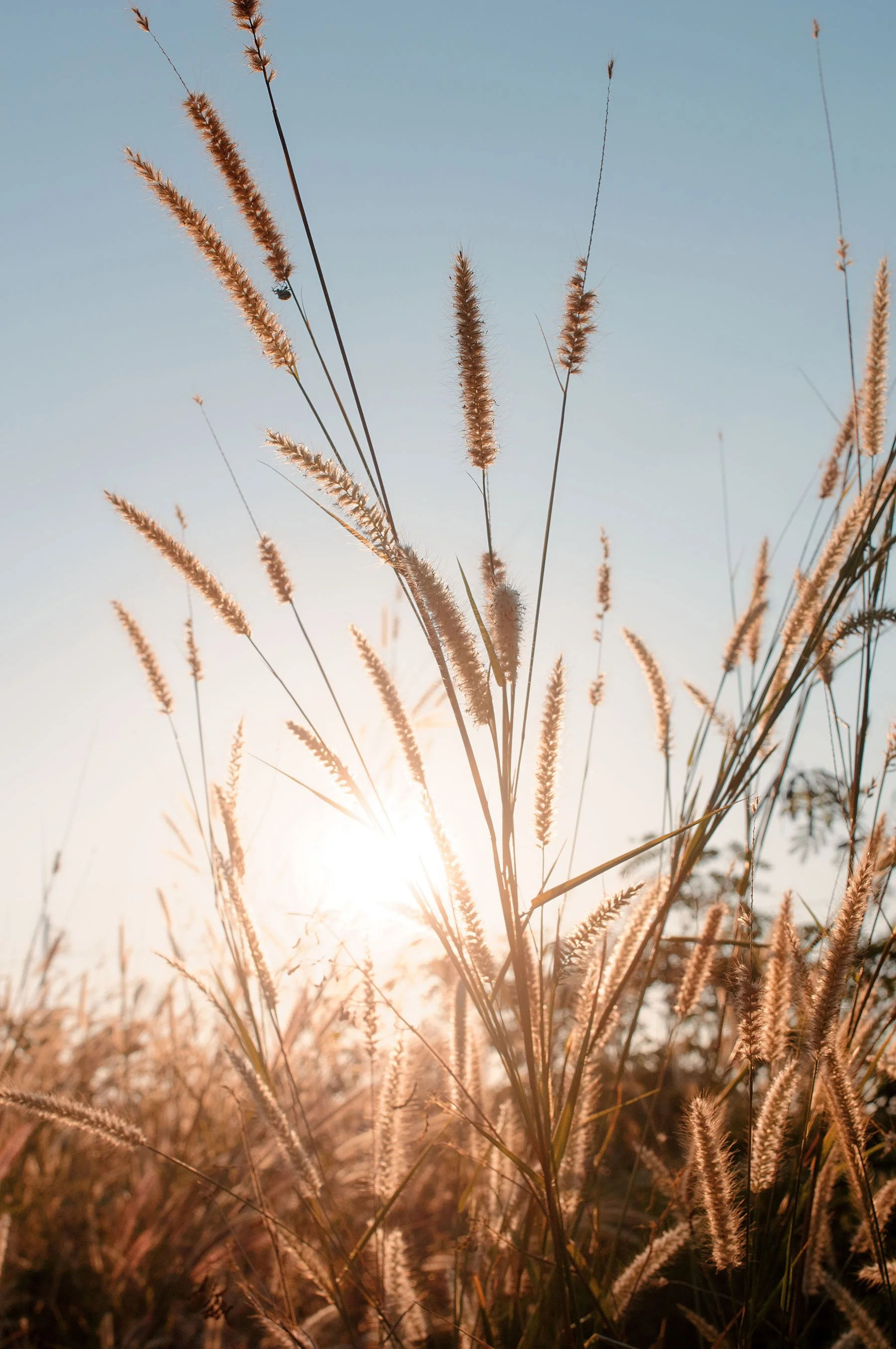 Gräser im Sonnenlicht bei Sonnenaufgang oder Sonnenuntergang